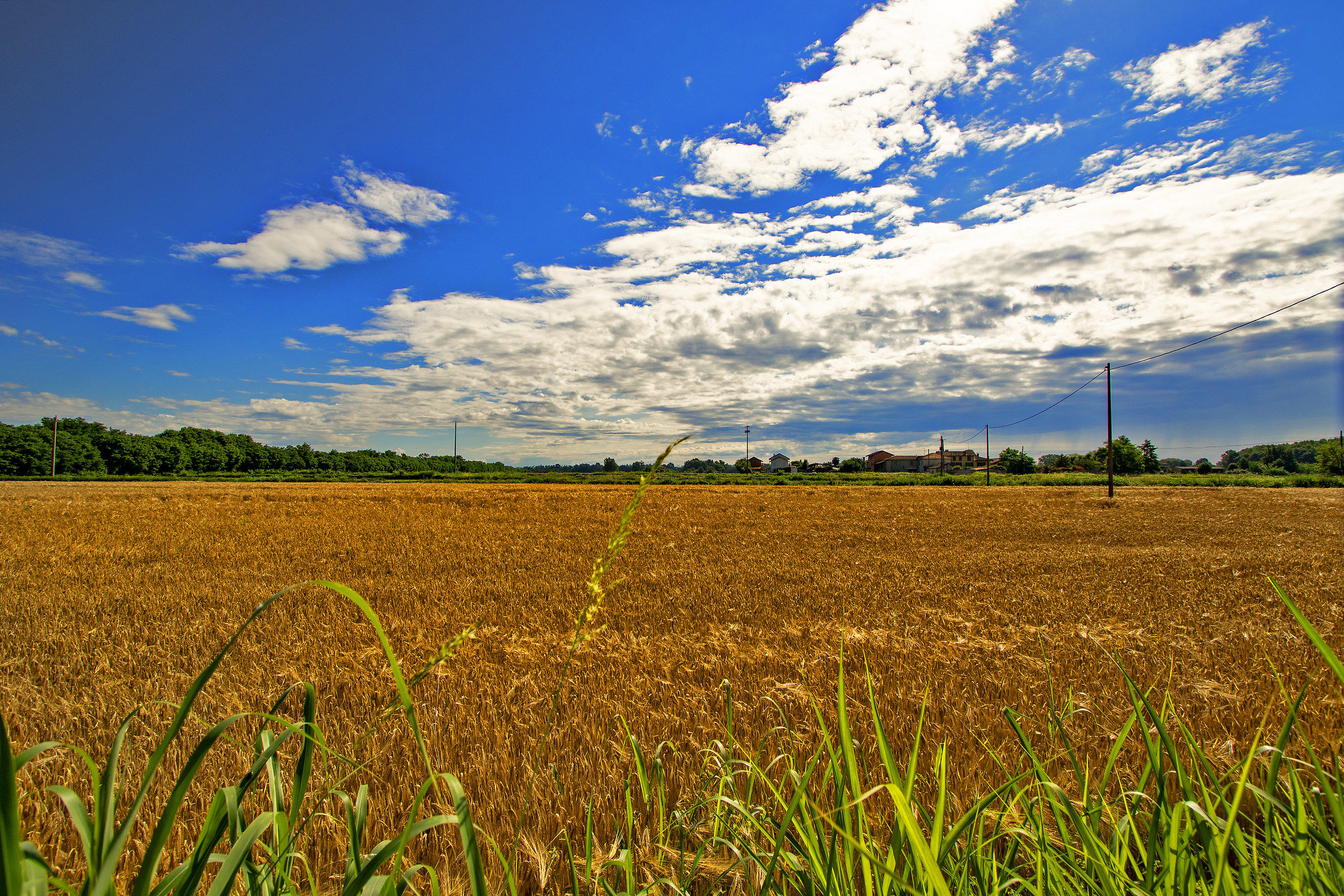 Campo di grano in Lomellina