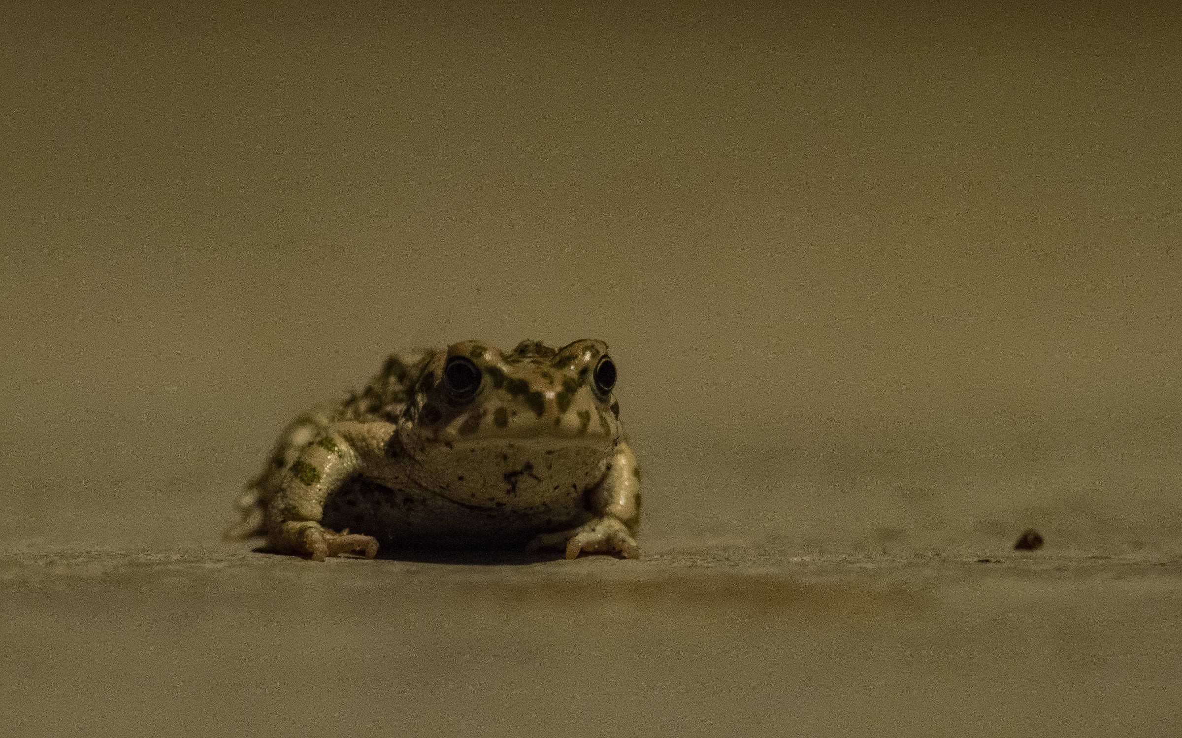 Who jumps to the door?