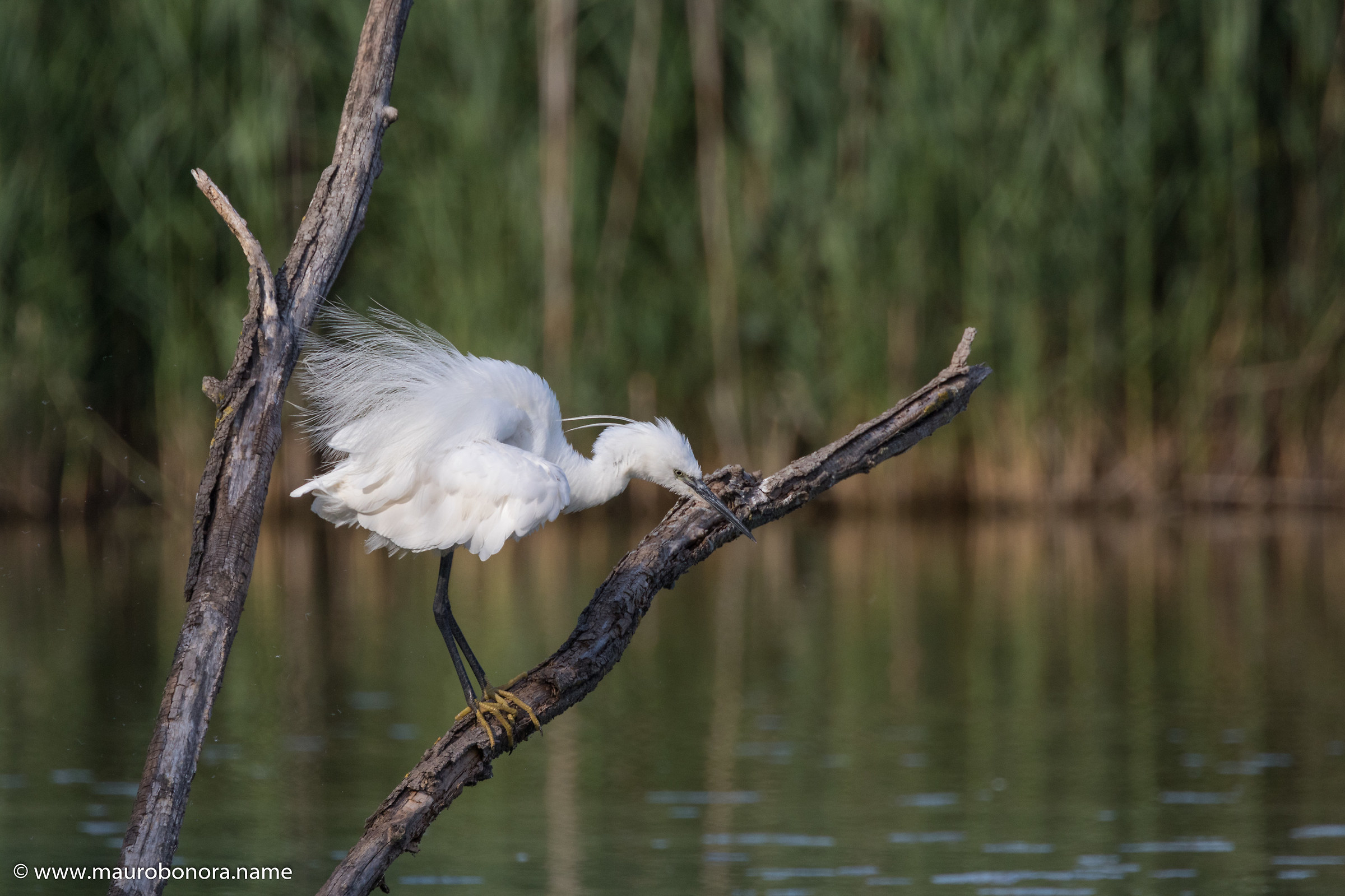 Semplice garzetta cotonata