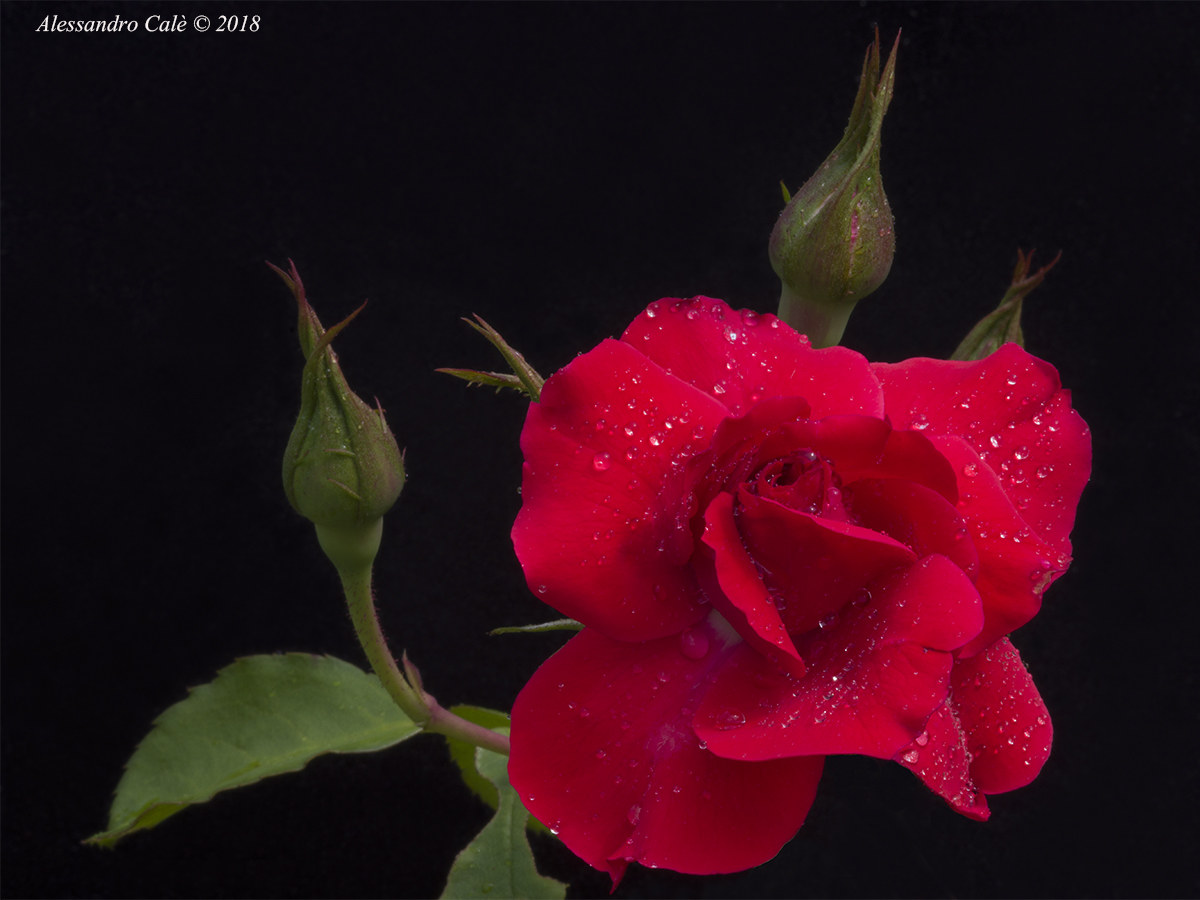 Roselline of the Garden 1406