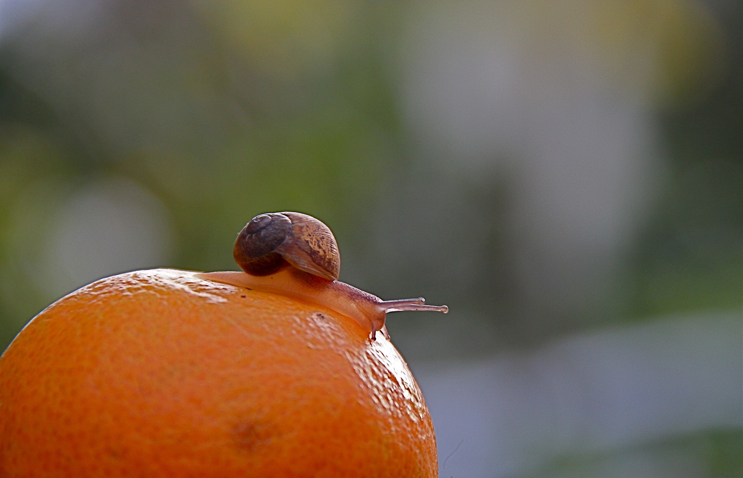 Snail astronaut on Mars