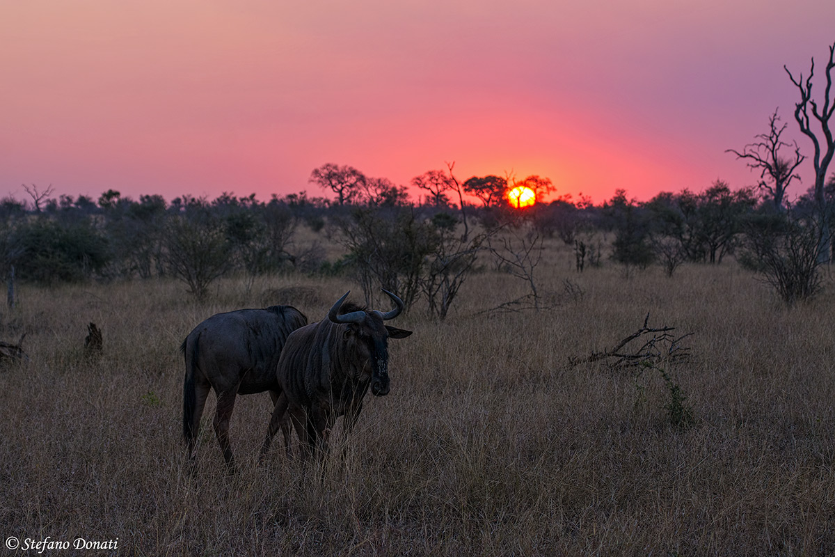 Sunset in the Kruger