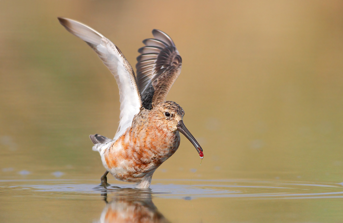 Sanderling