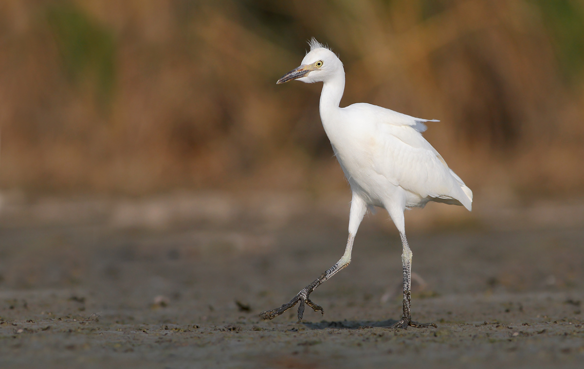 Cattle Egret