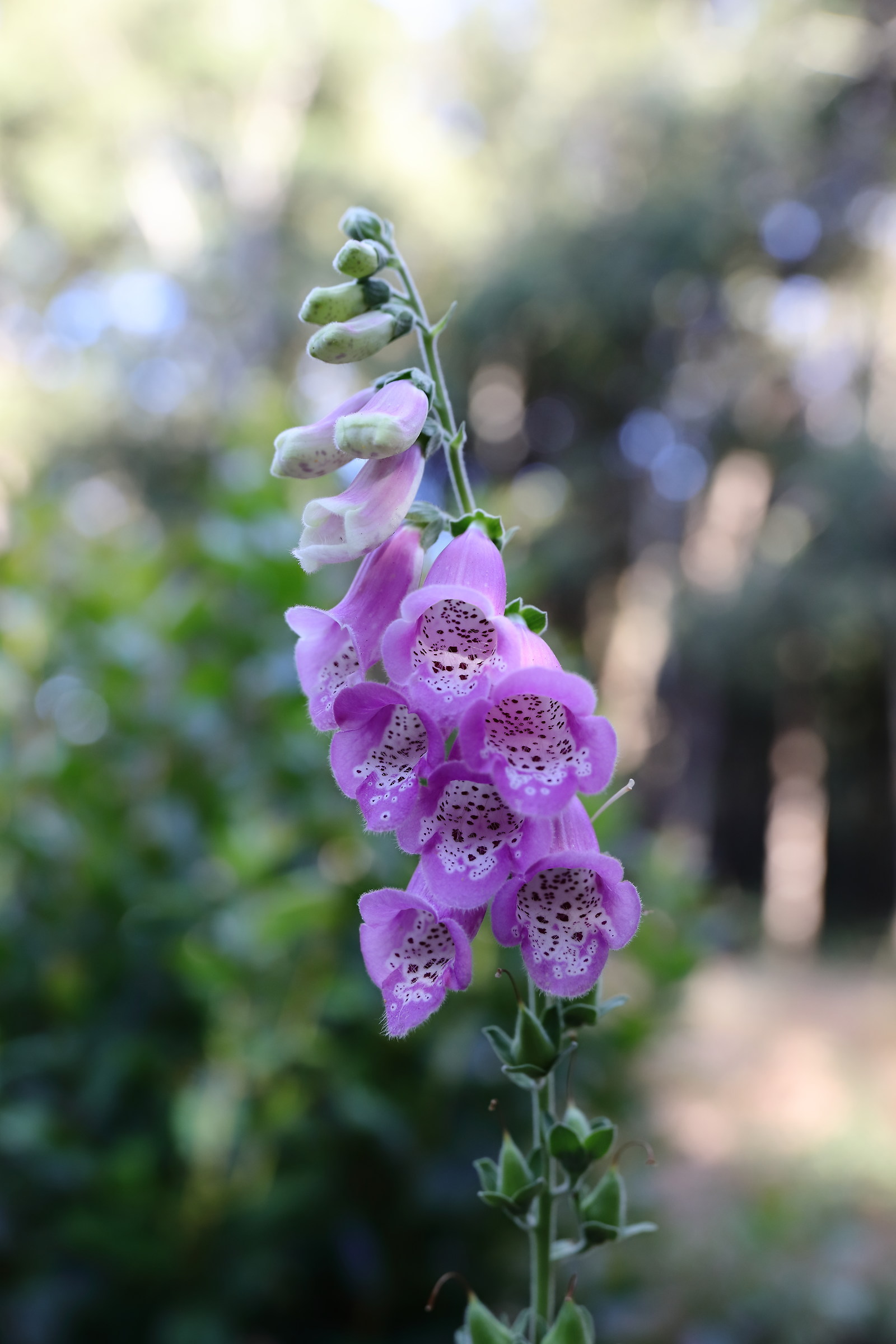Digitalis purpurea