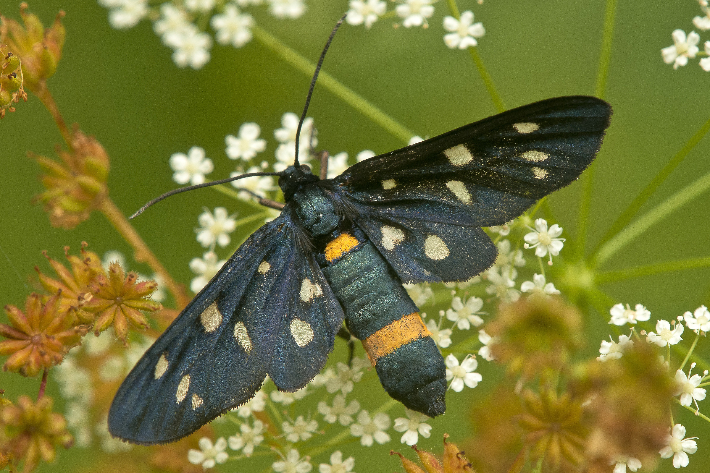 Fegea (pretino) - Amata phegea