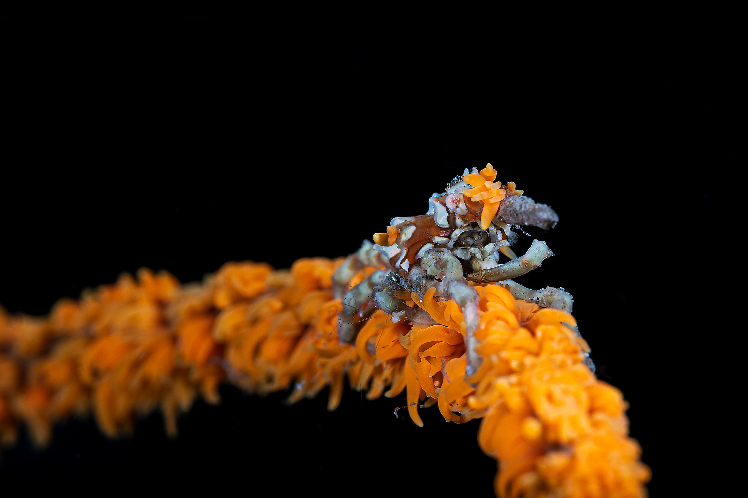 What the hell do you want to me?