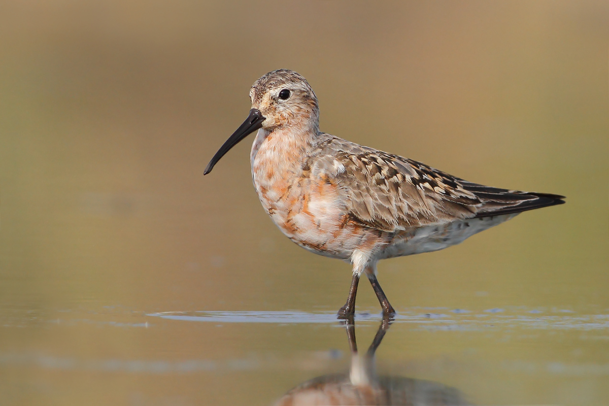 Sanderling