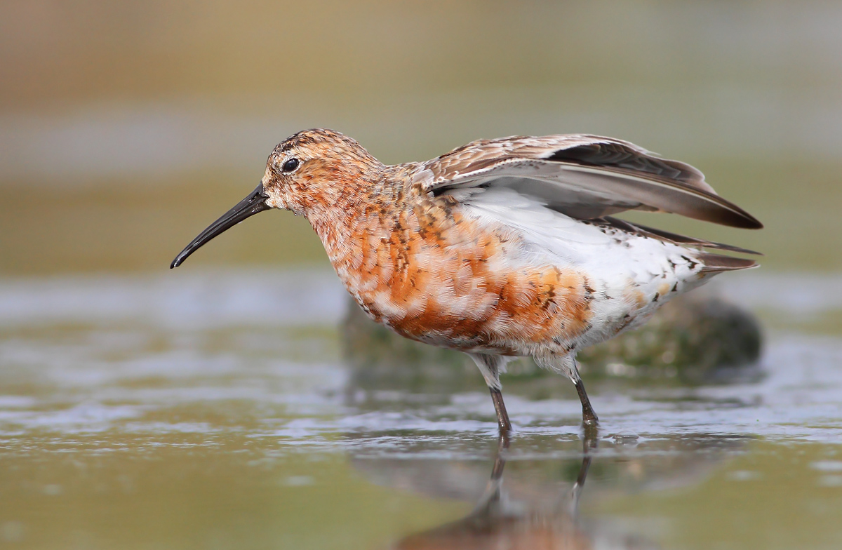 Sanderling