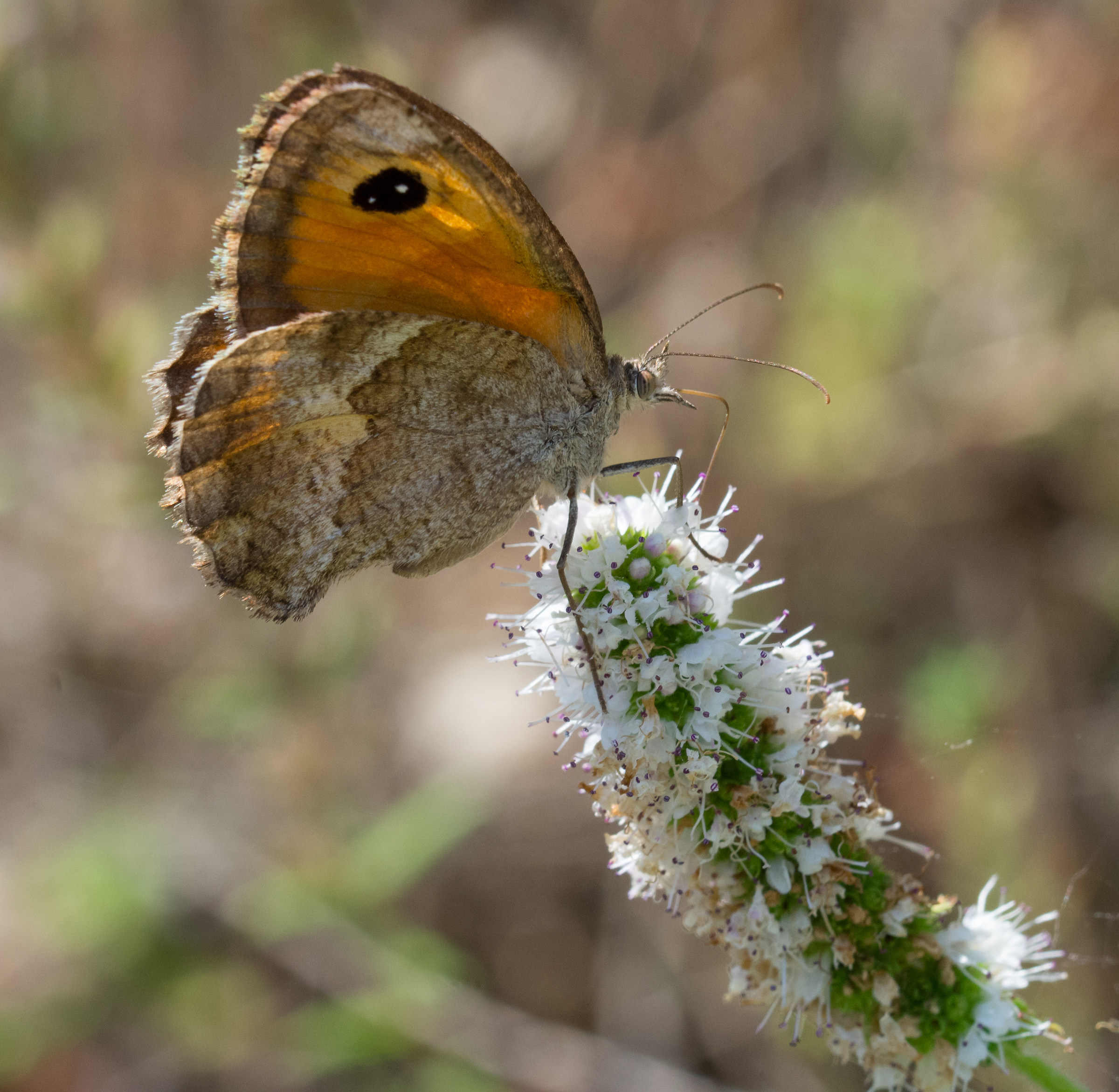 Farfalla della roccia
