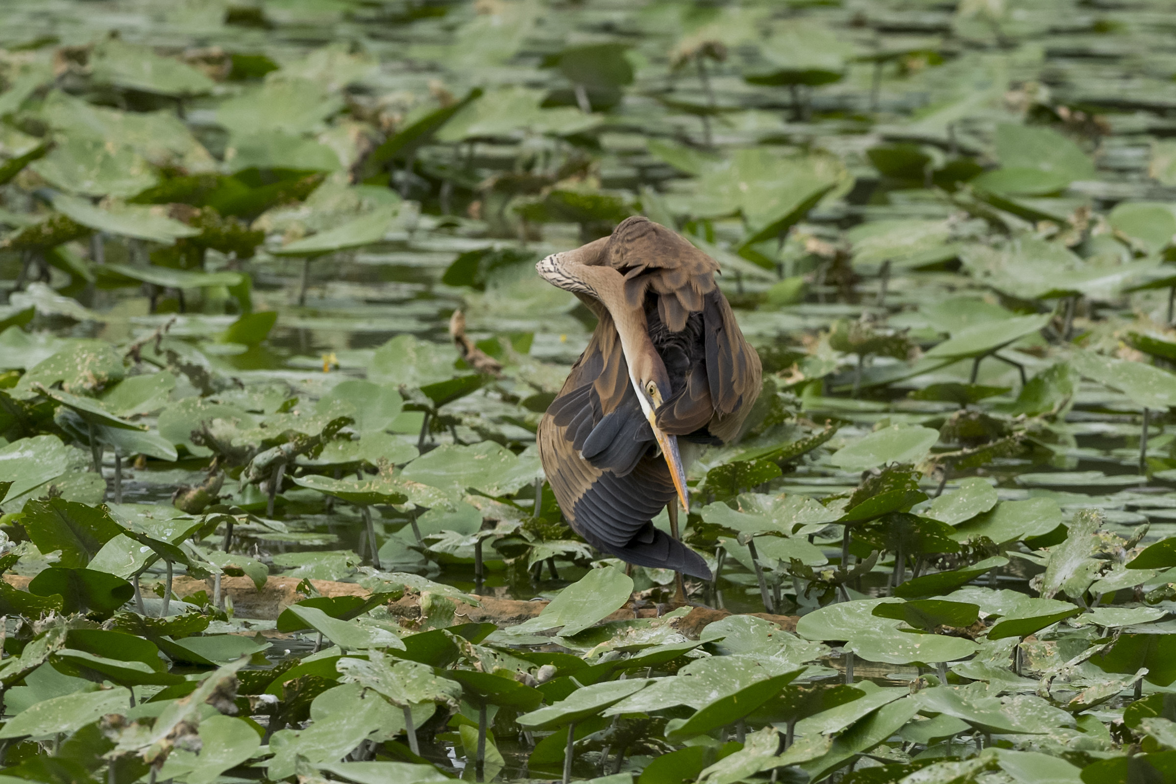 The contortions of the red