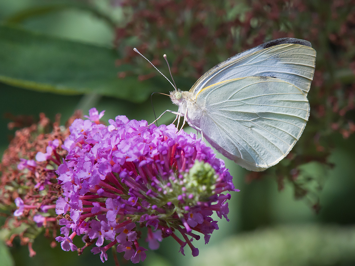 Butterfly on Buddleja bloom
