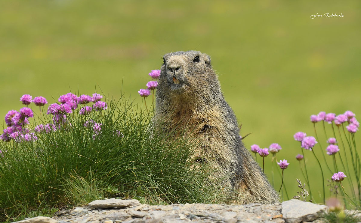 Marmot.. Cervantes...