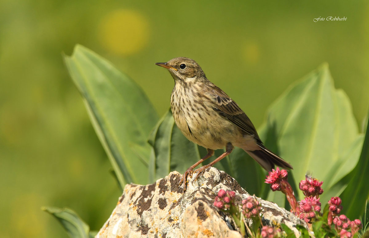 Peunder.. Semprevivum...