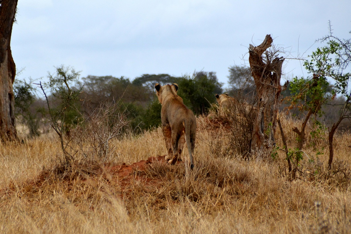 Lions lurking