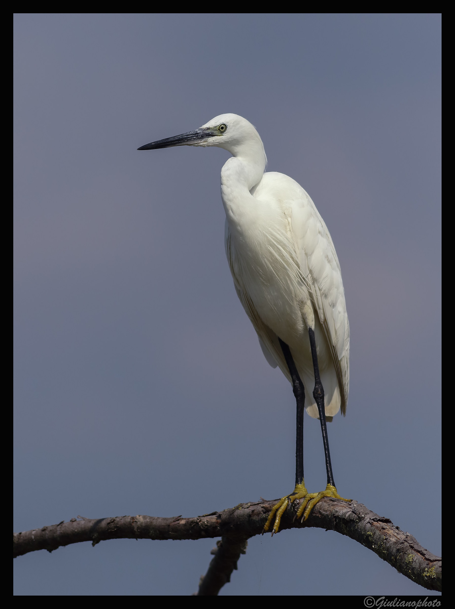Egret