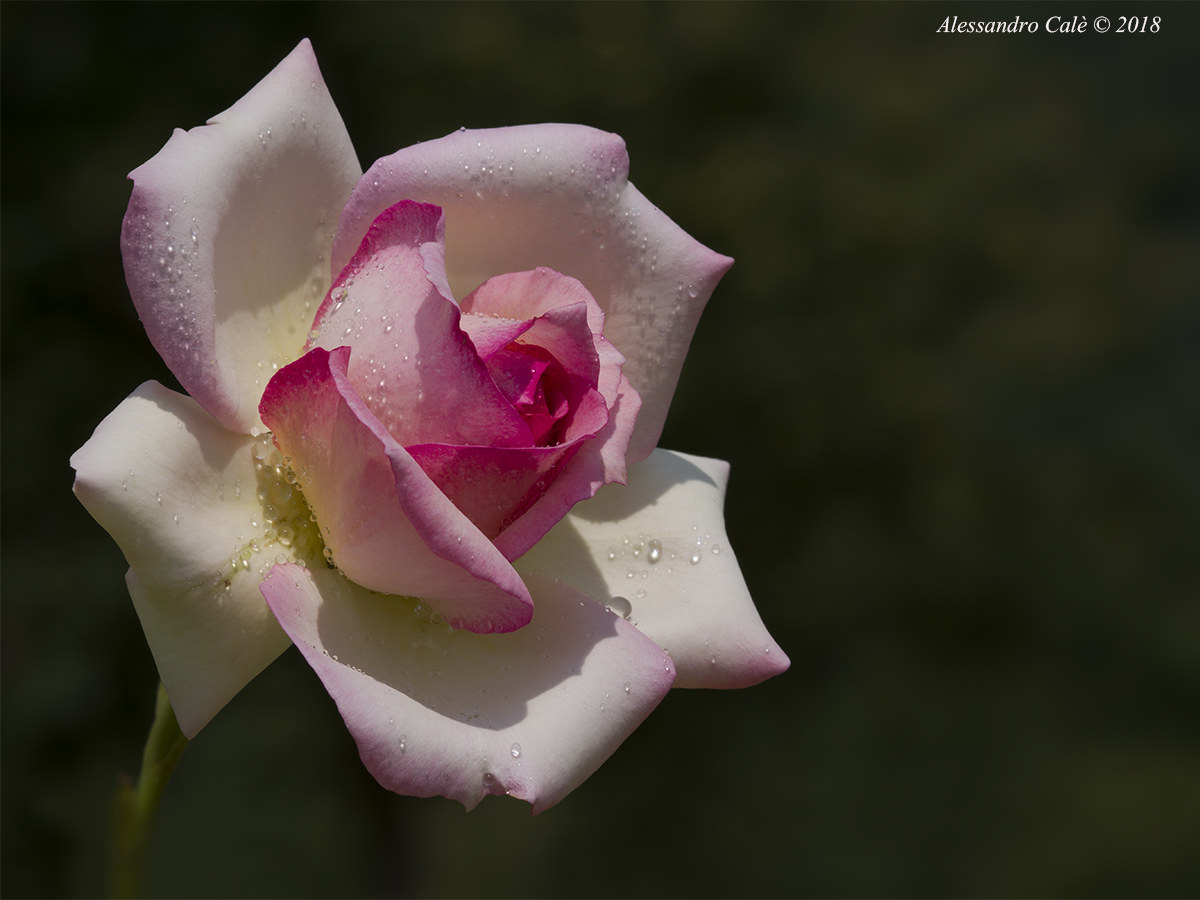 Rosa rampicante 1571