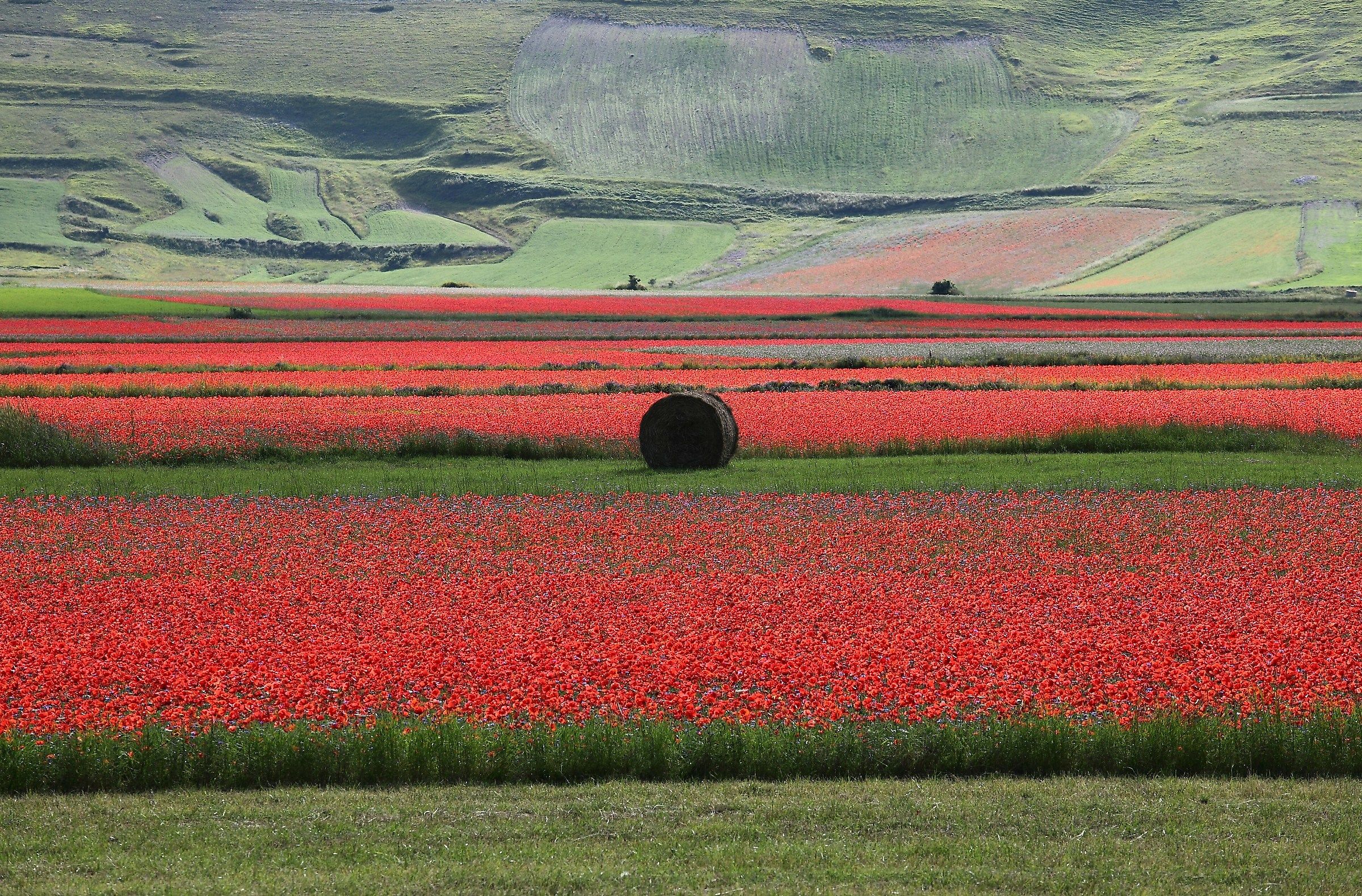 Di rosso passione... verde speranza... per Castelluccio