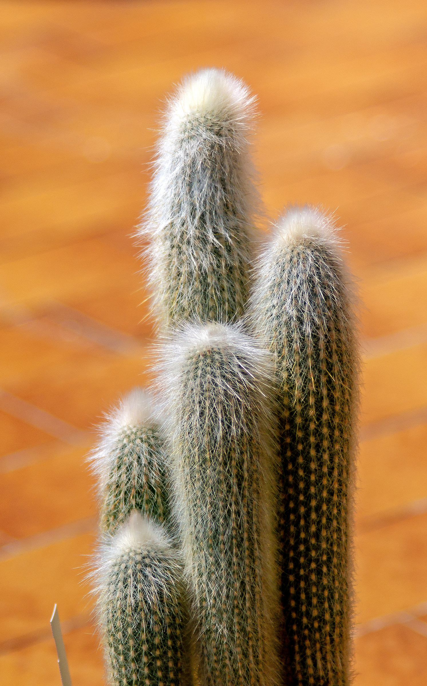 Cleistocactus strausii
