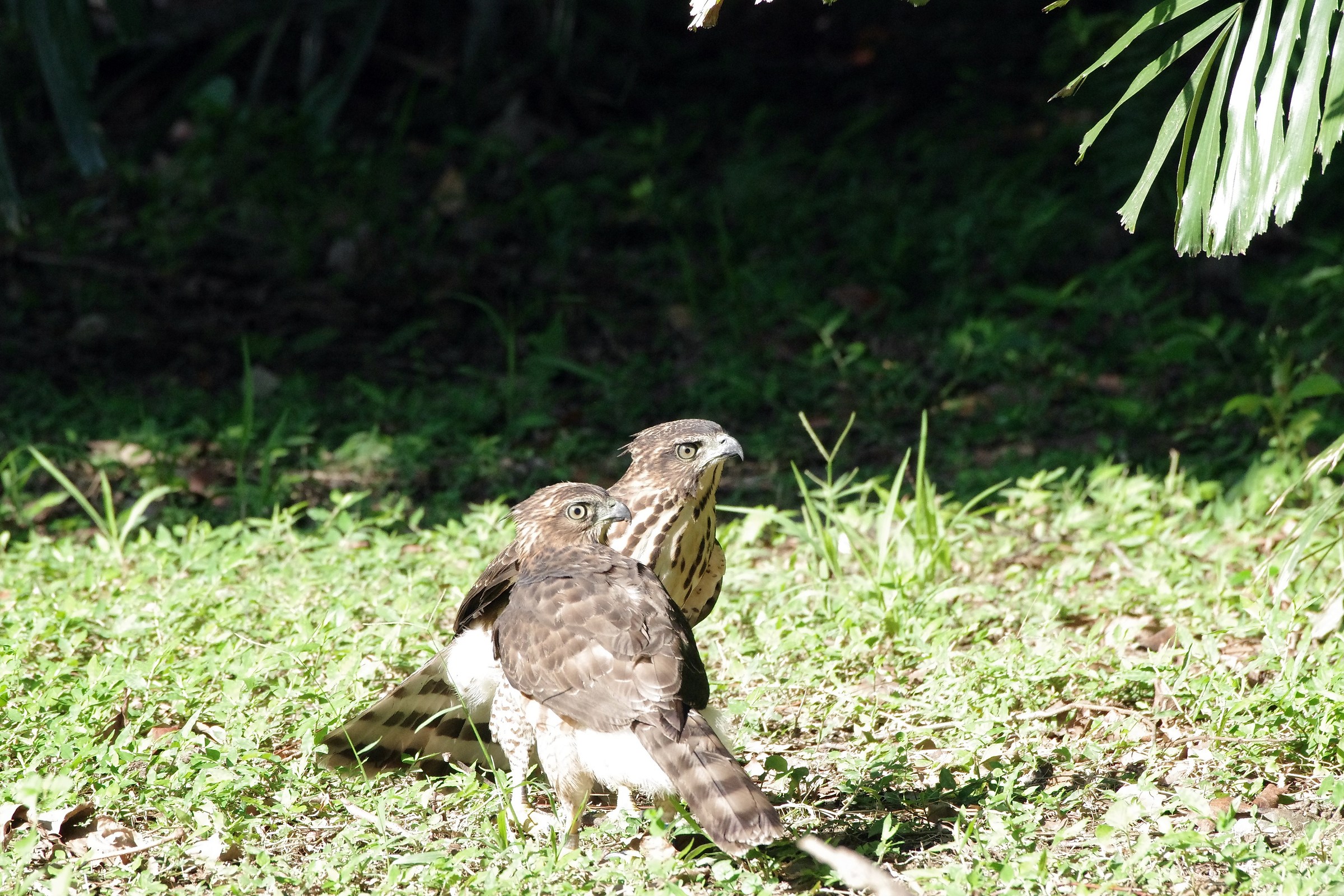 Crested Goshawk