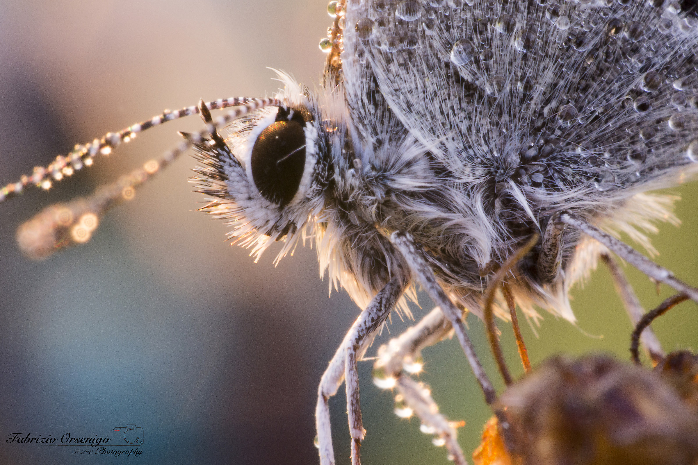 Polyommatus Icarus Portrait #1