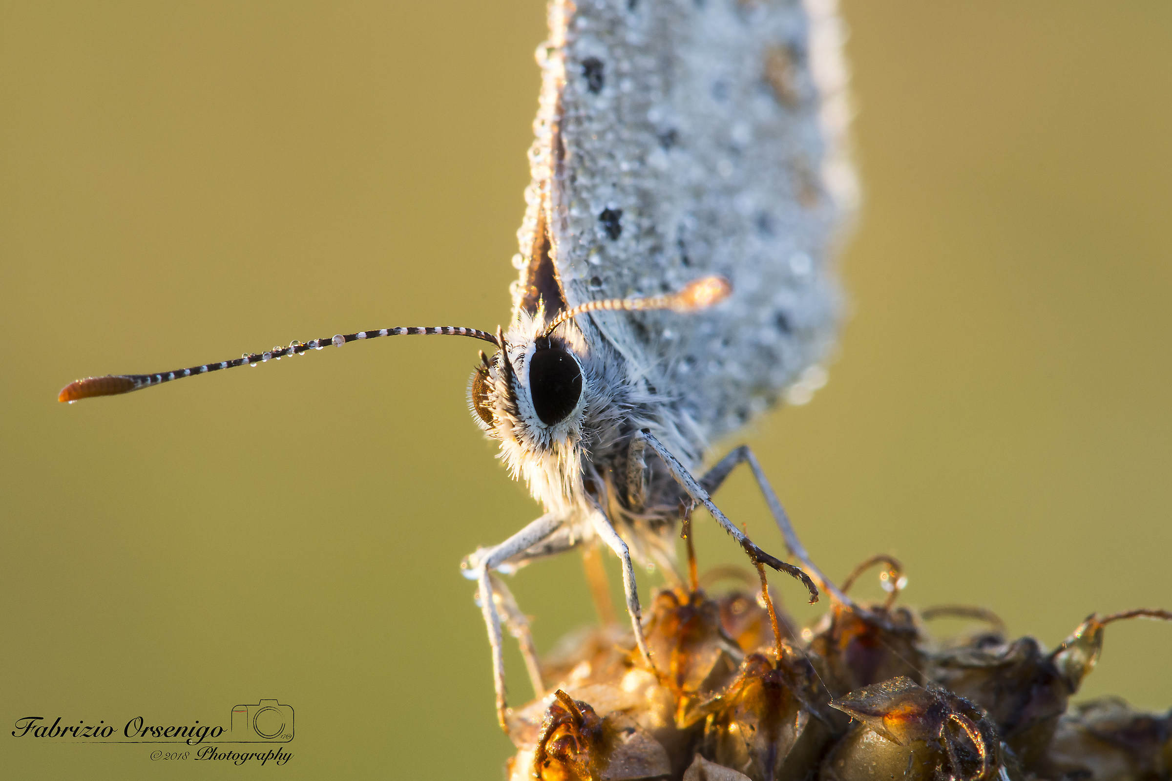 Polyommatus Icarus Portrait #2