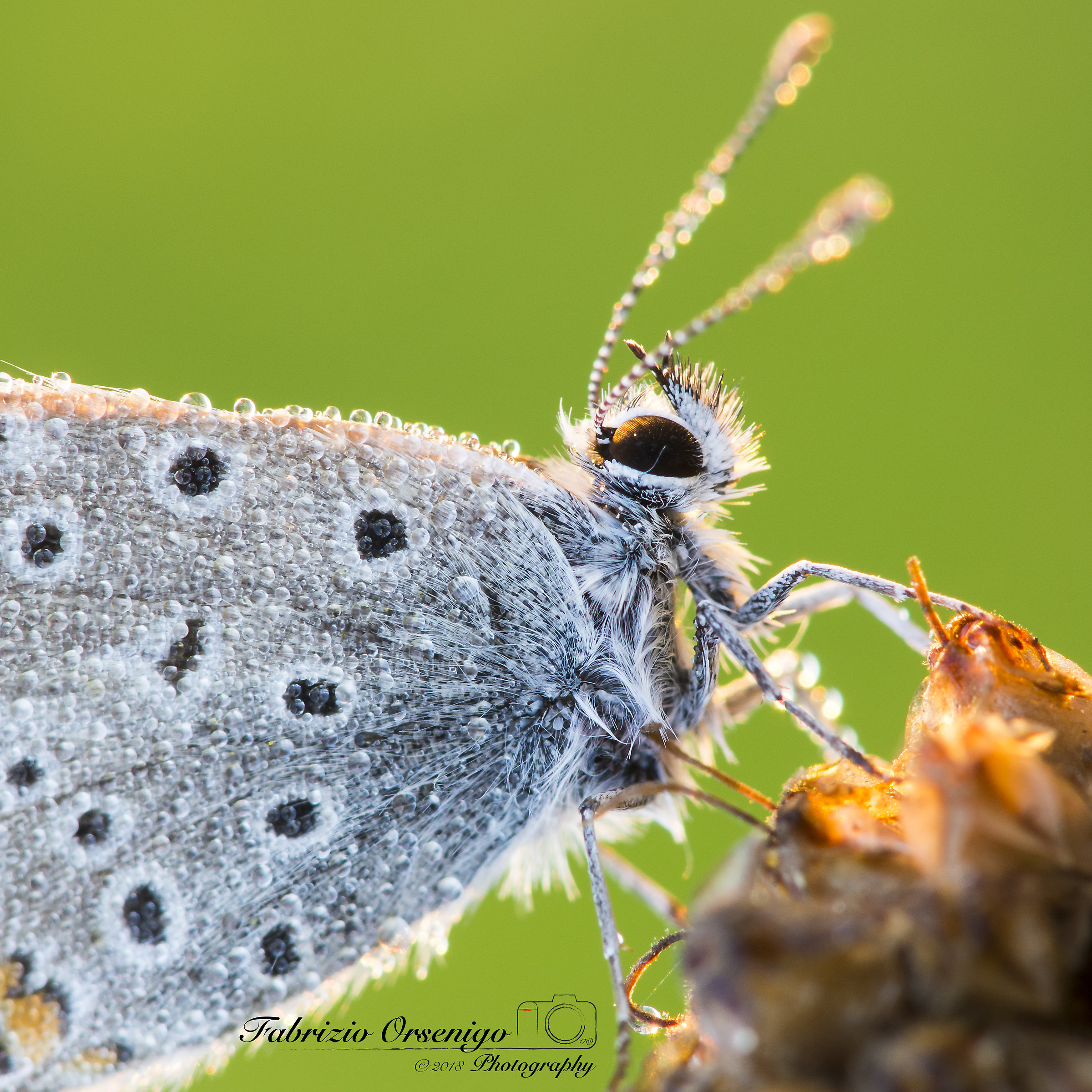 Polyommatus Icarus