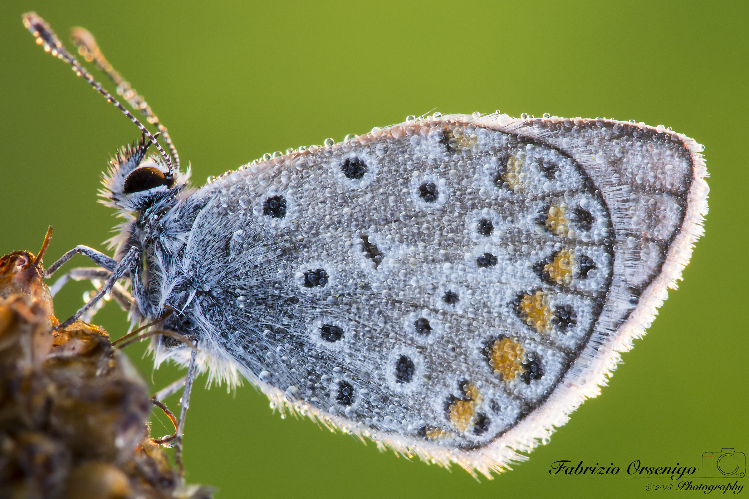 Polyommatus Icarus