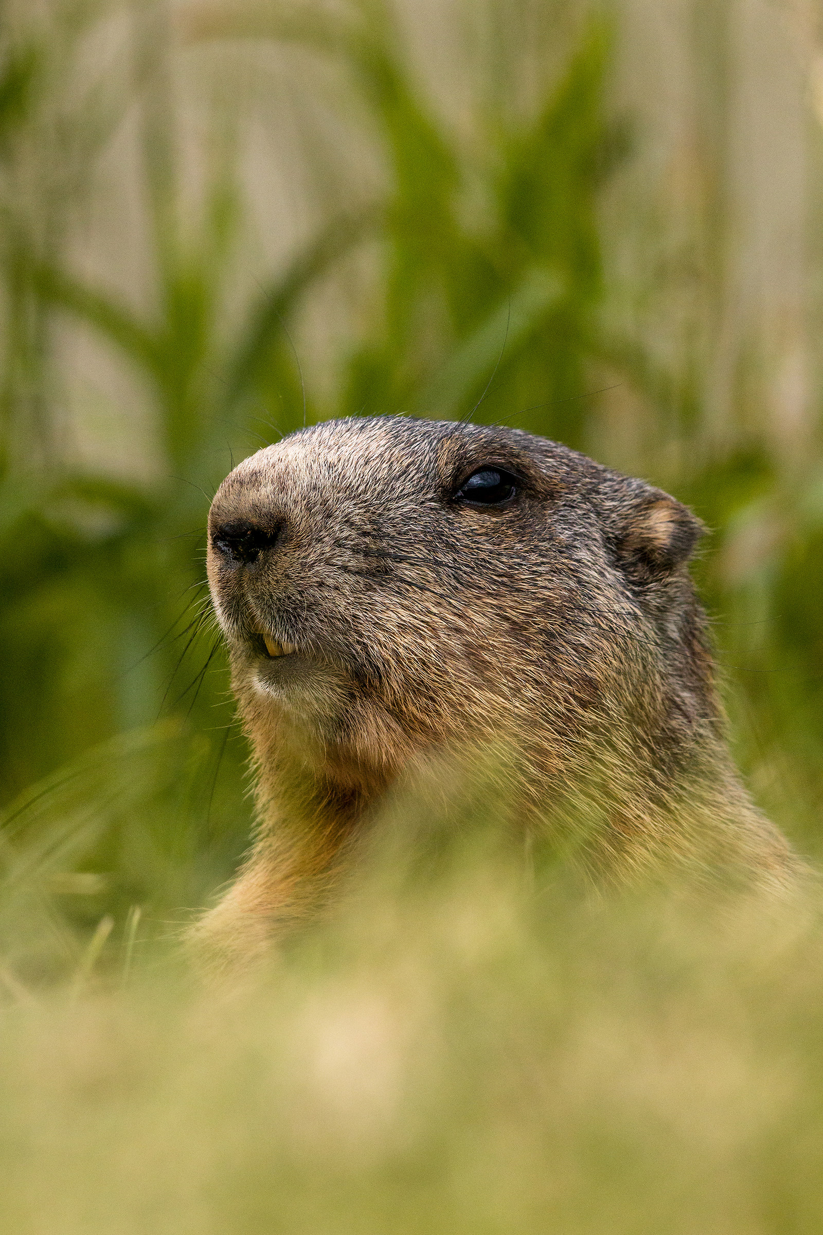 Marmot