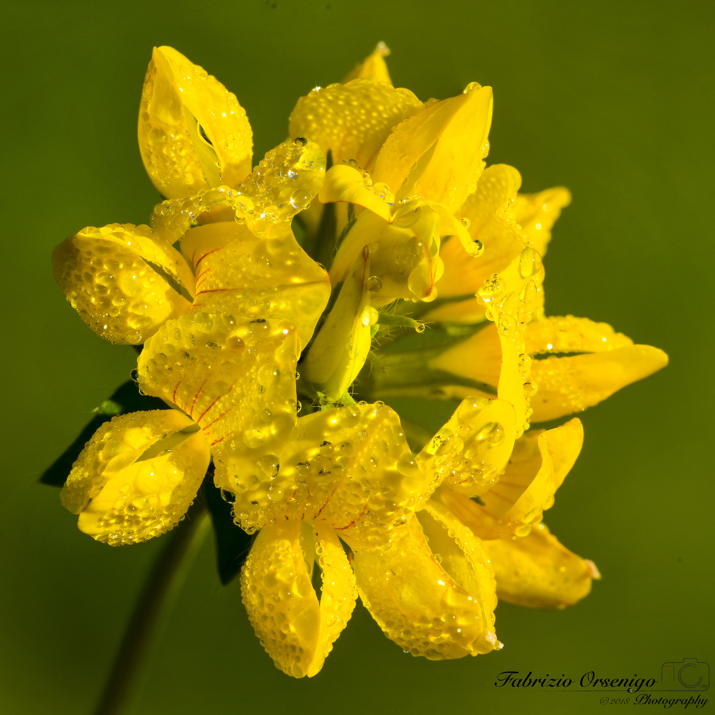 Wild Orchid, I think!