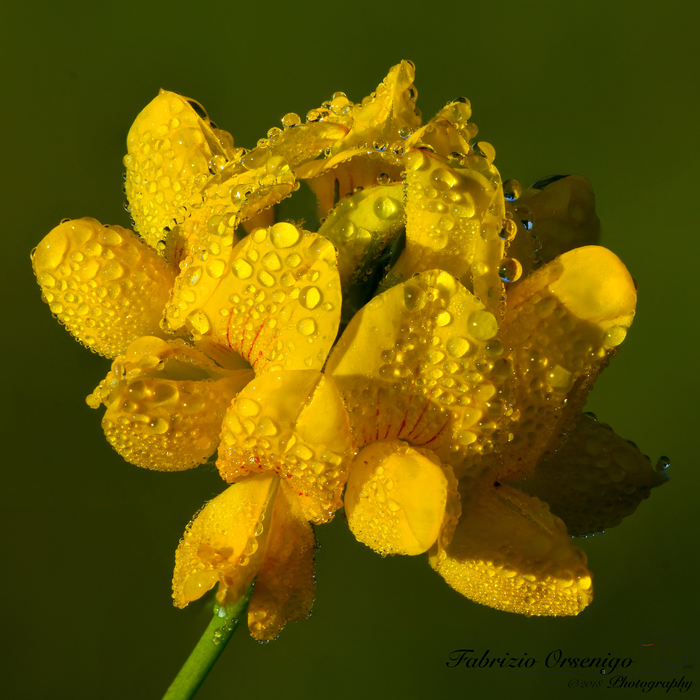 Orchidea selvatica, credo!