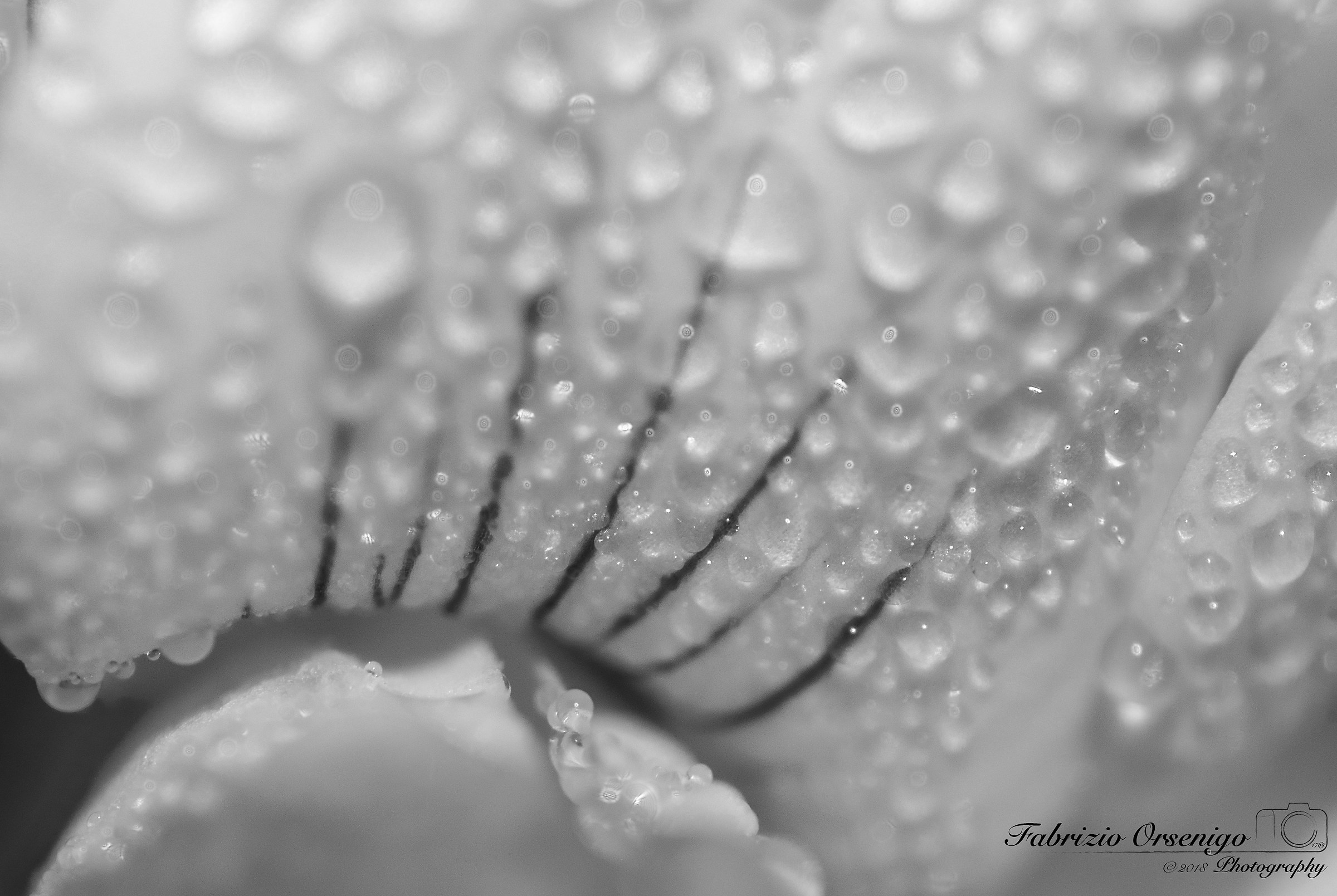 Orchidea selvatica, credo!