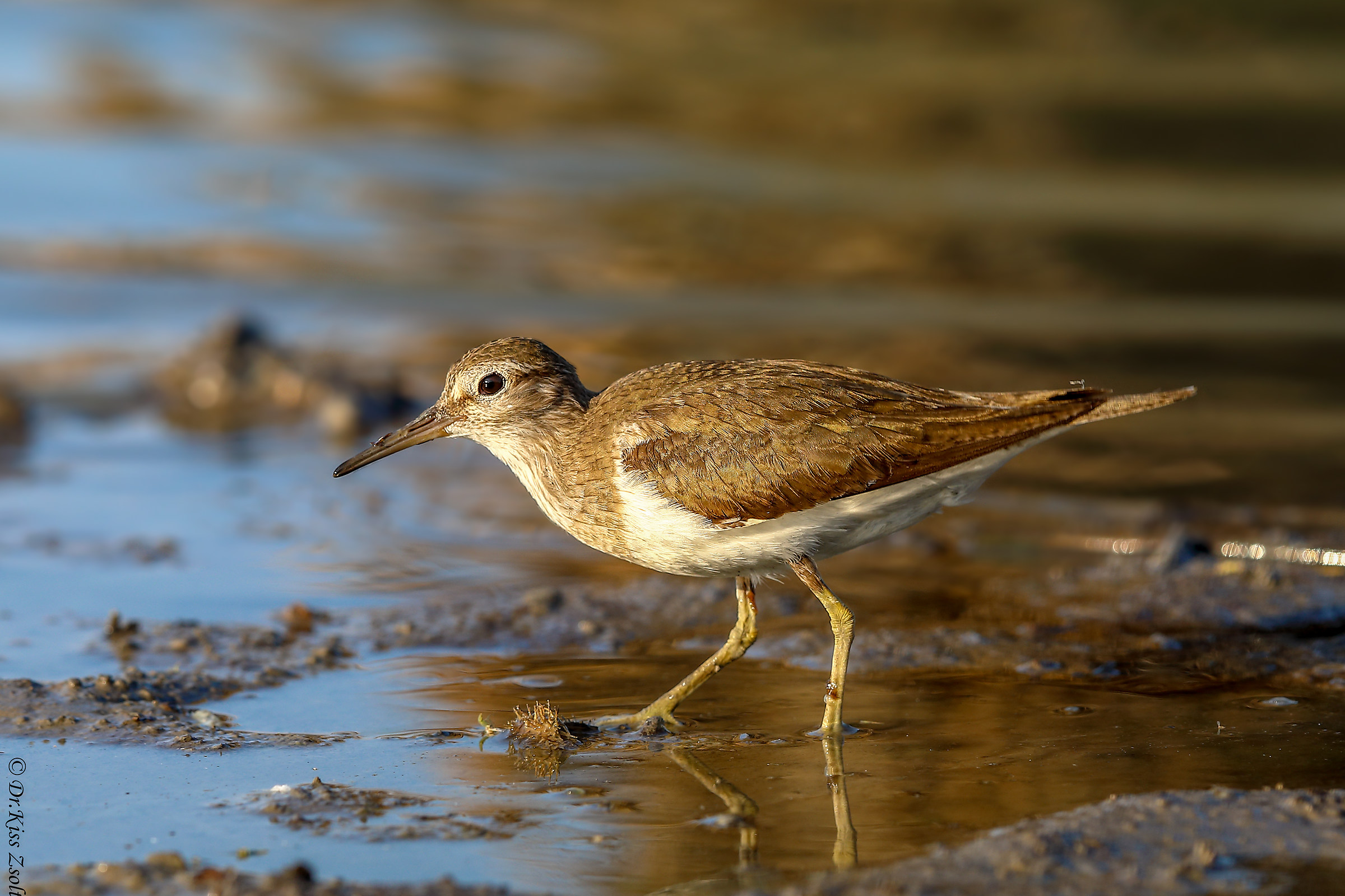 Sandpiper comune