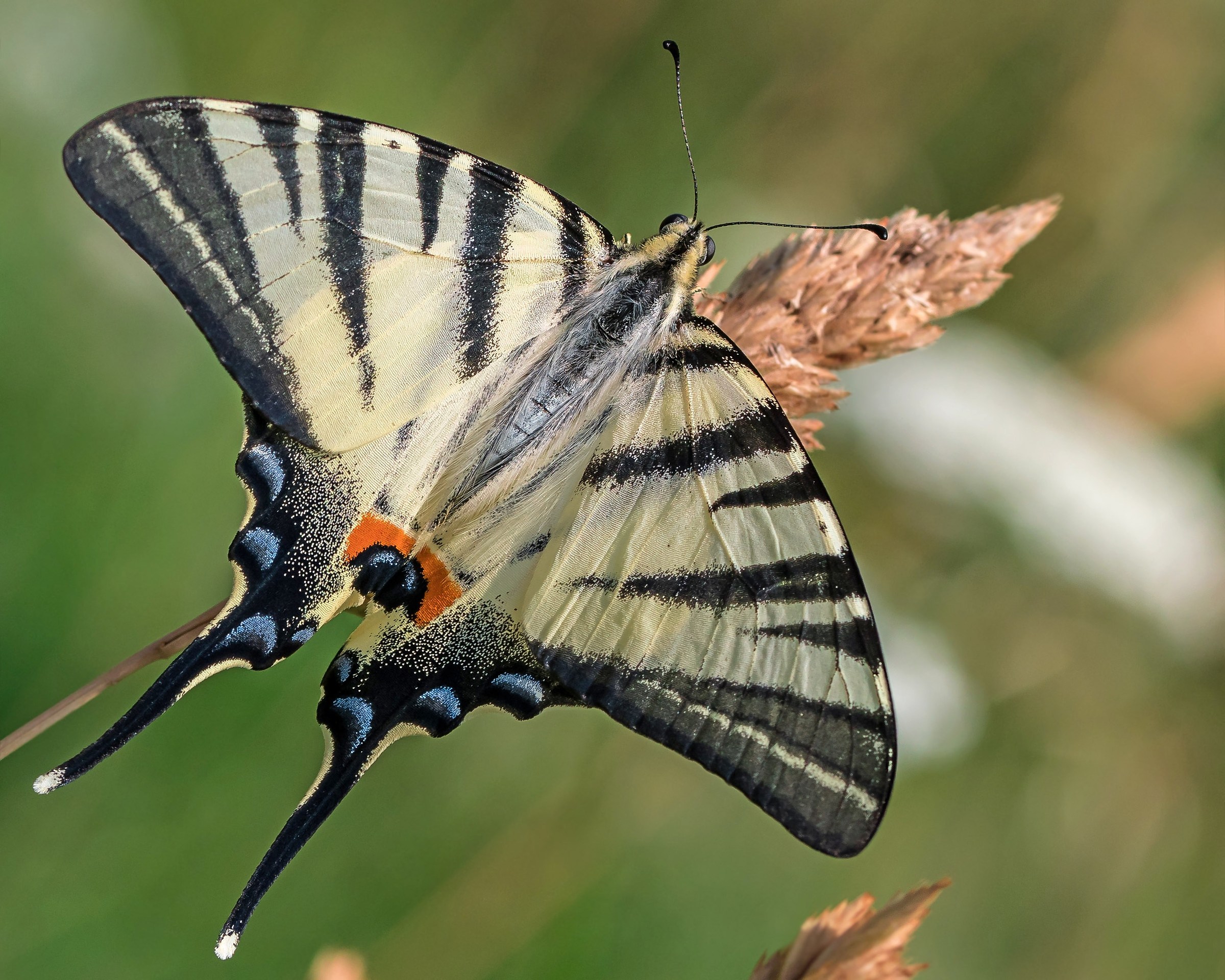 Scarce Swallowtail