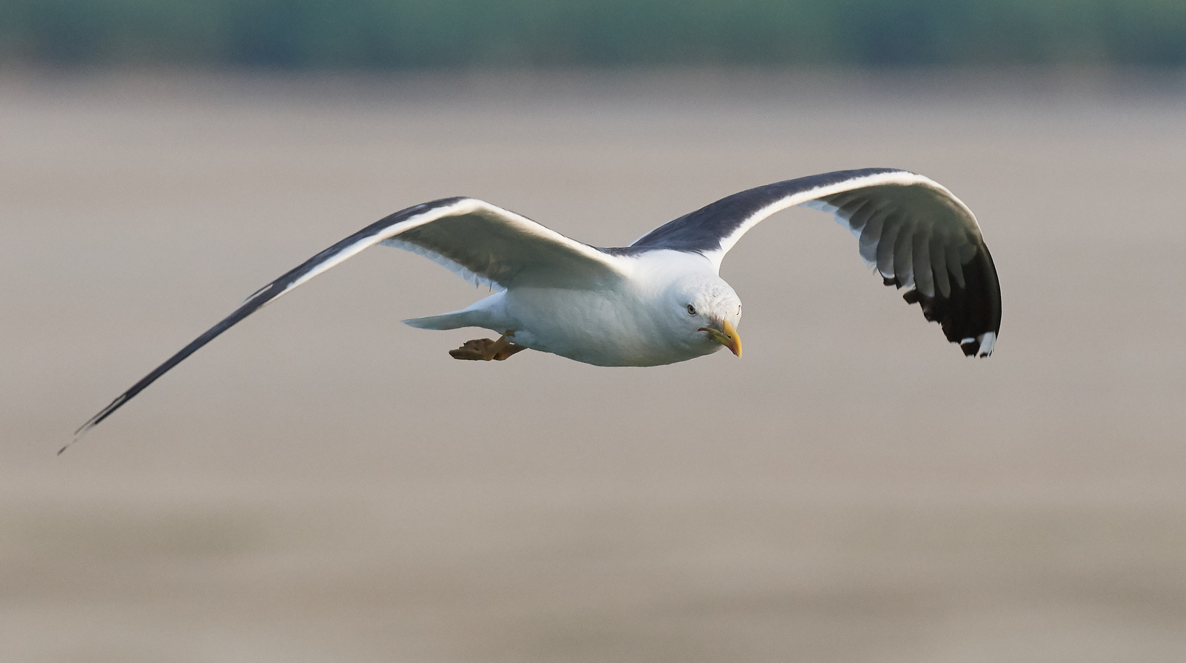 Backed Gull