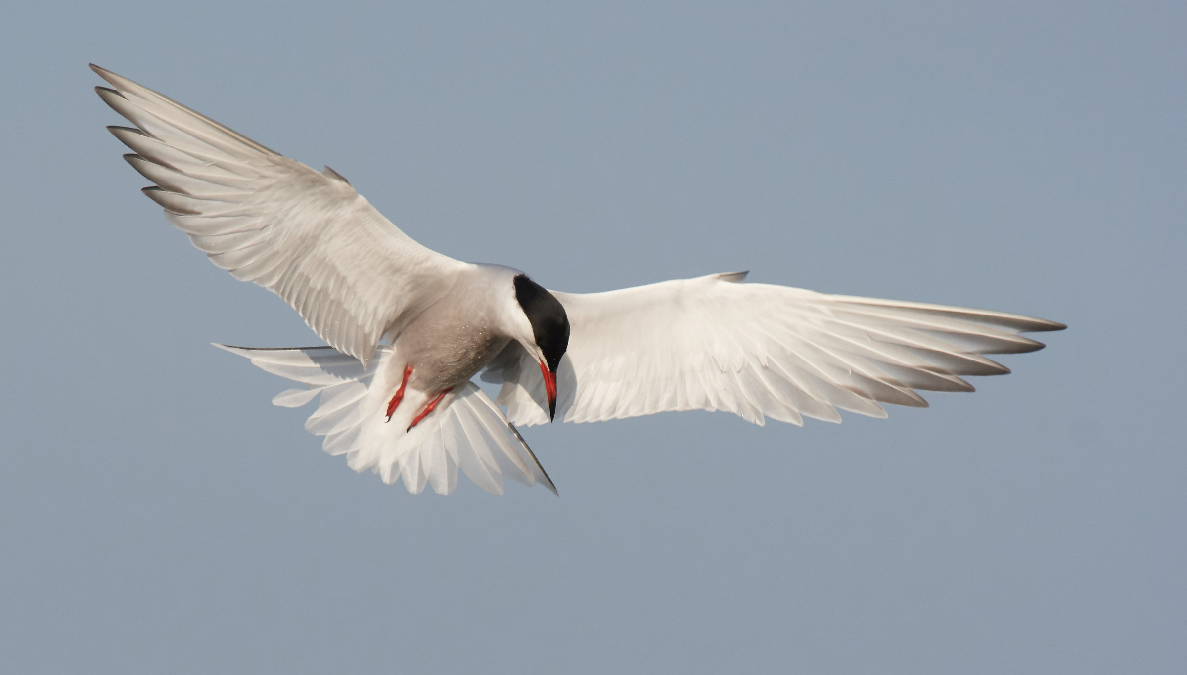 Common Tern