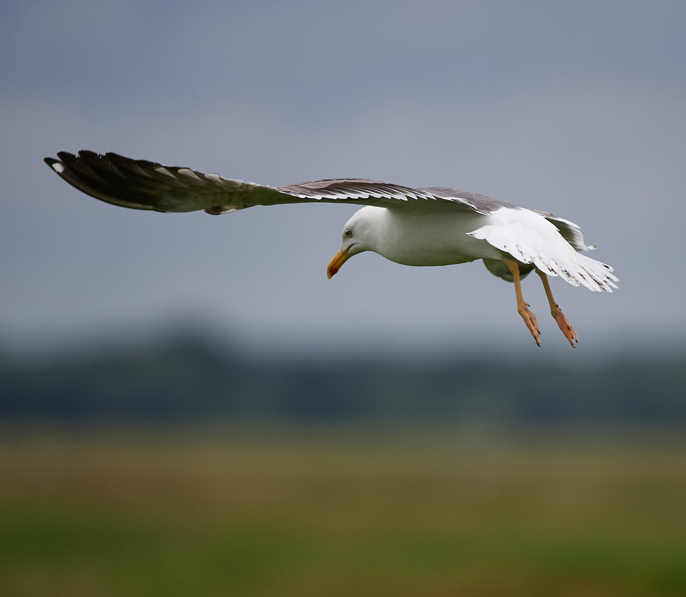 Backed Gull