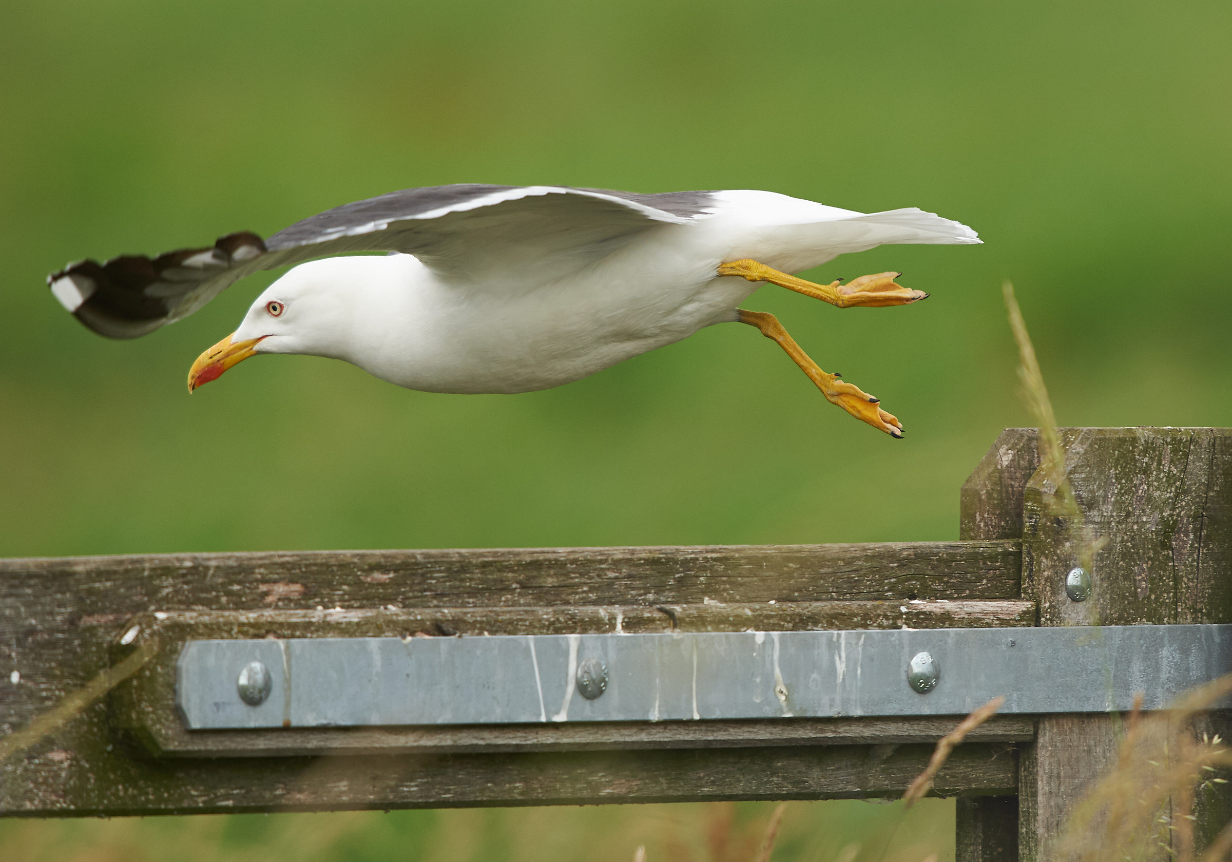 Backed Gull