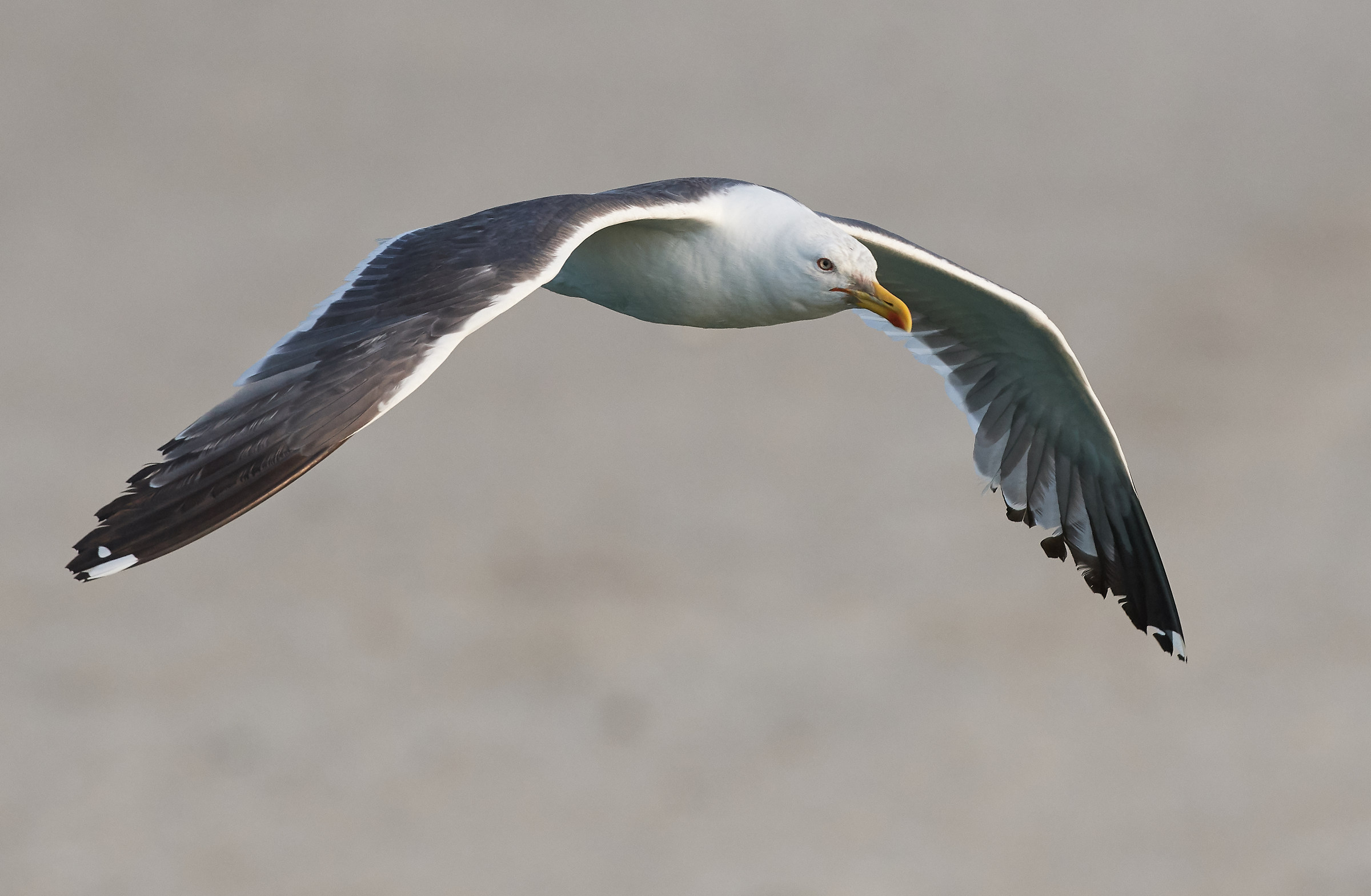 Backed Gull