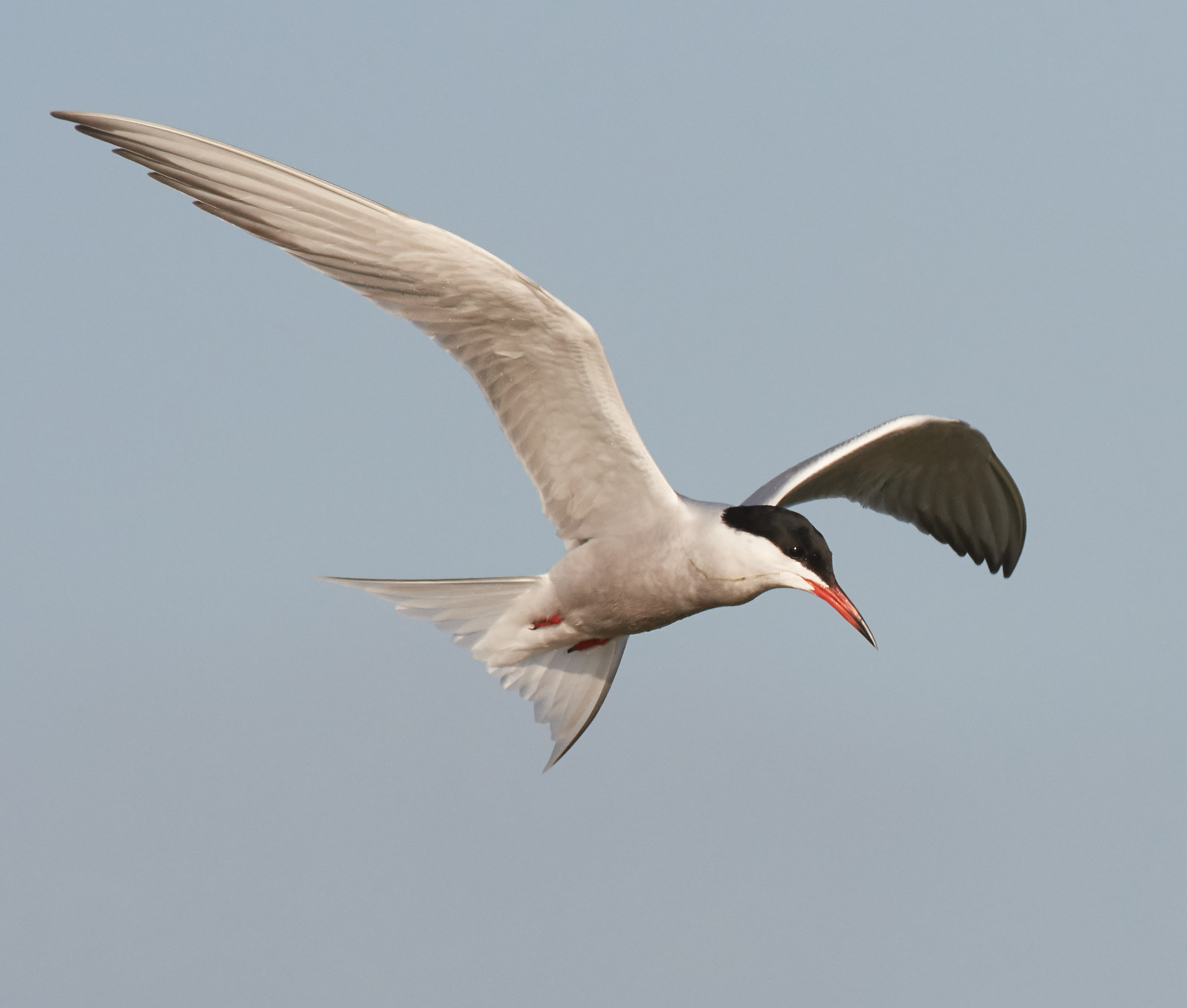 Common Tern