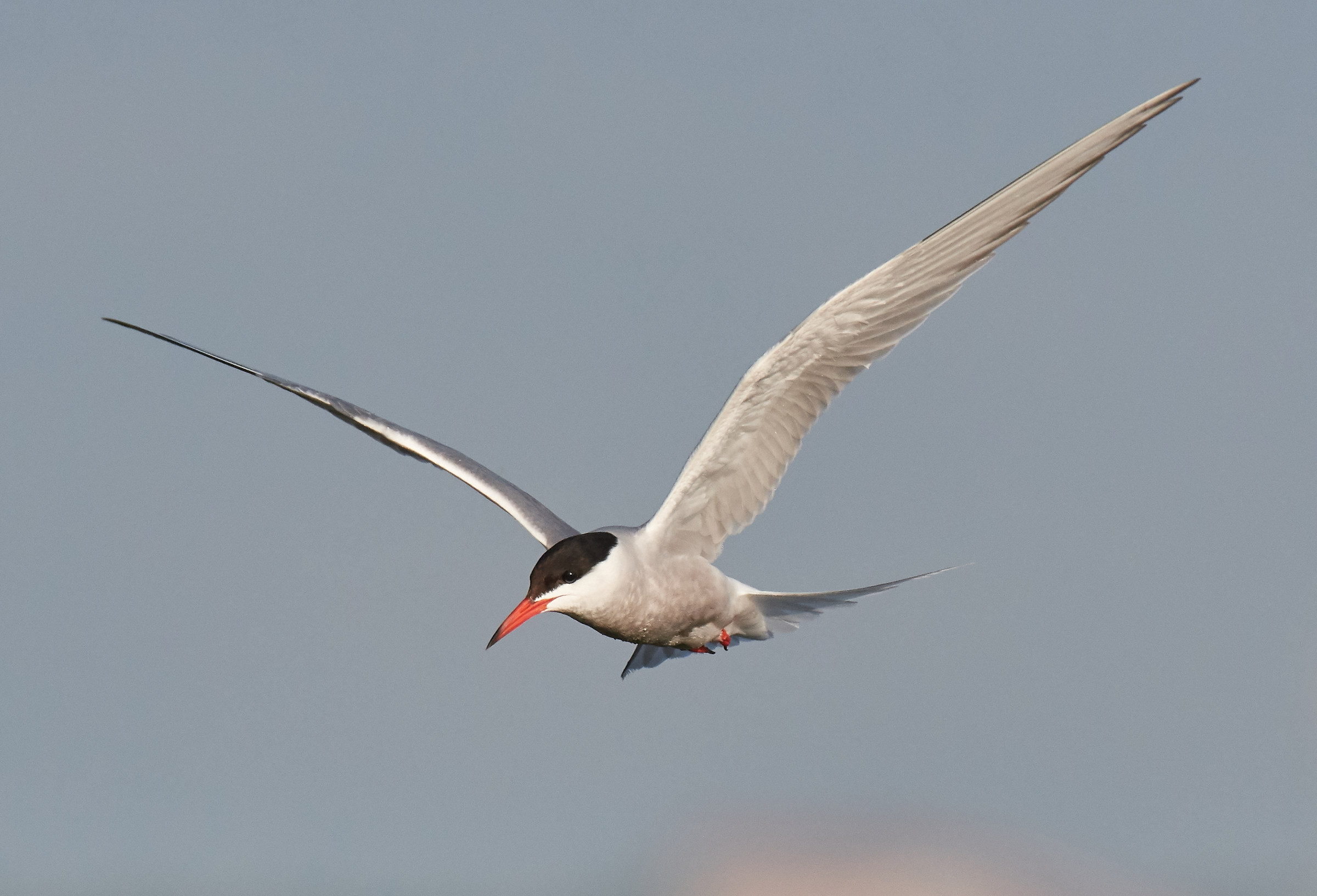 Common tern