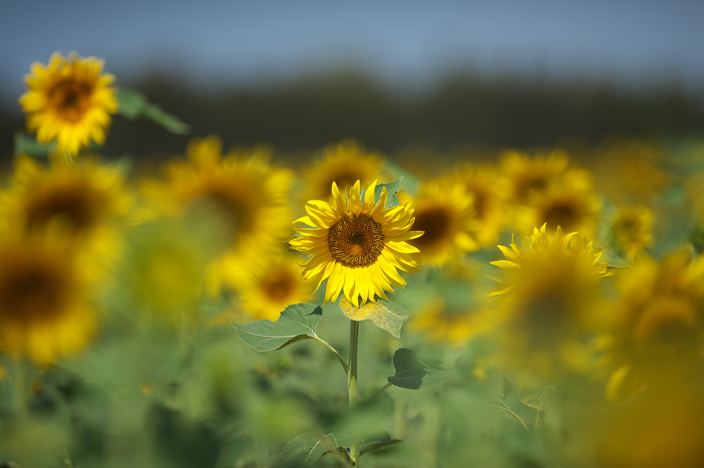 Sunflowers.. Among the many I've seen you