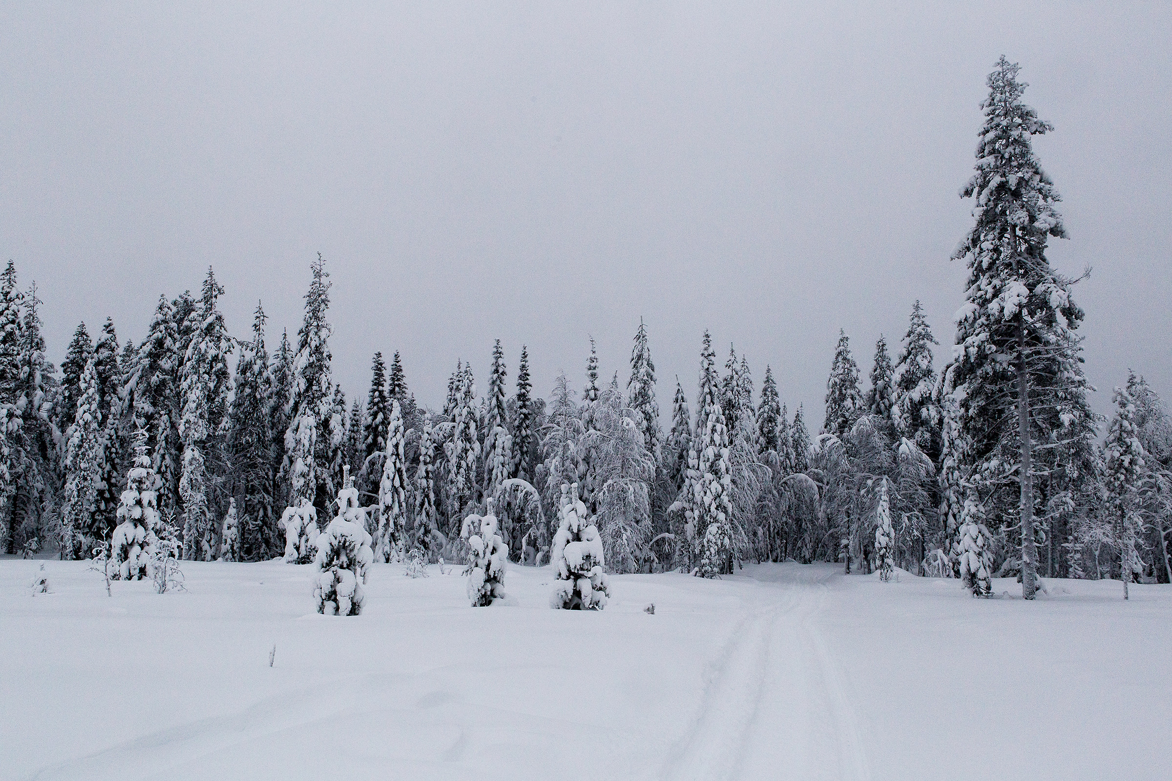 Foresta Lappone - The sound of silence