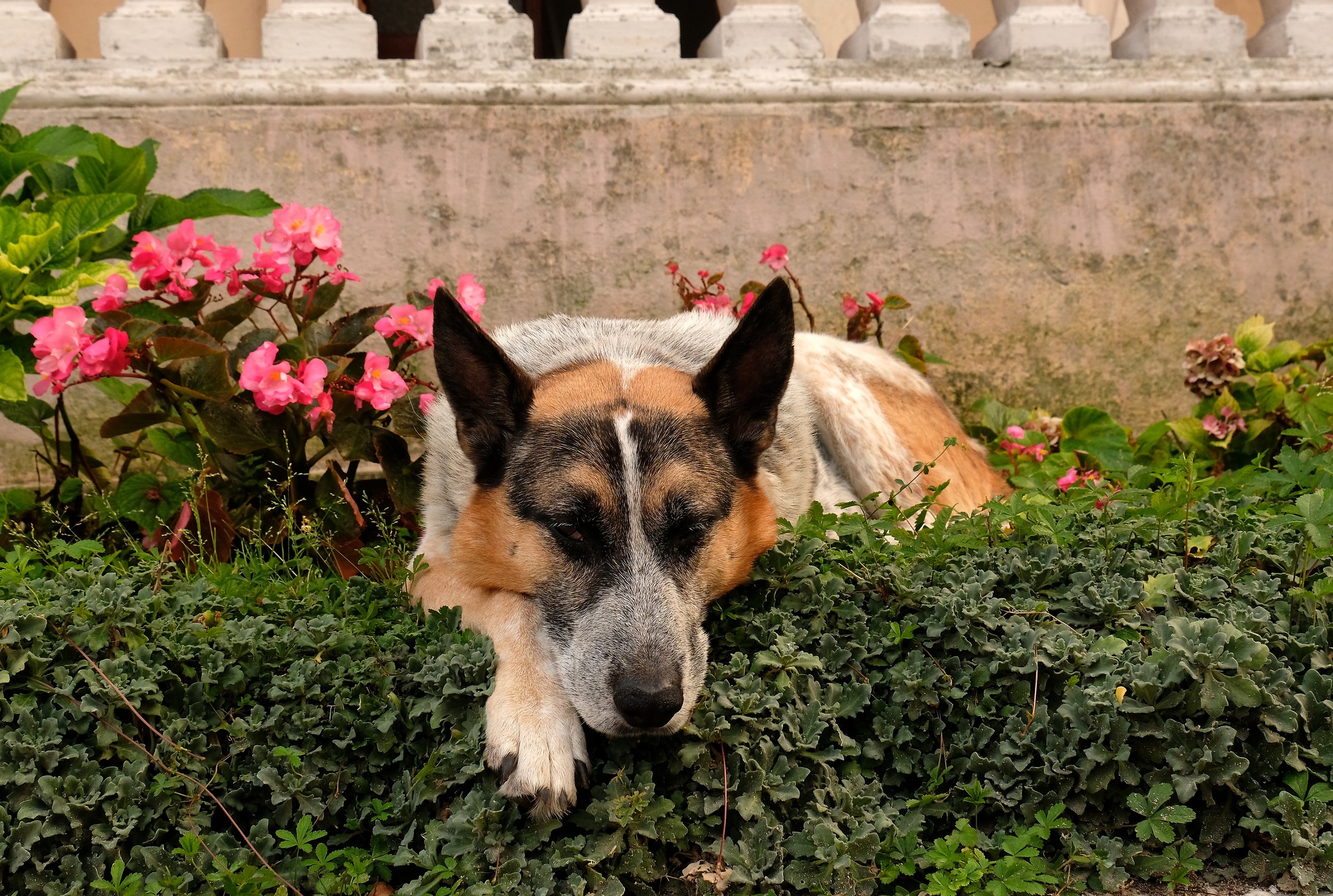 Ruggero nei fiori della nonna