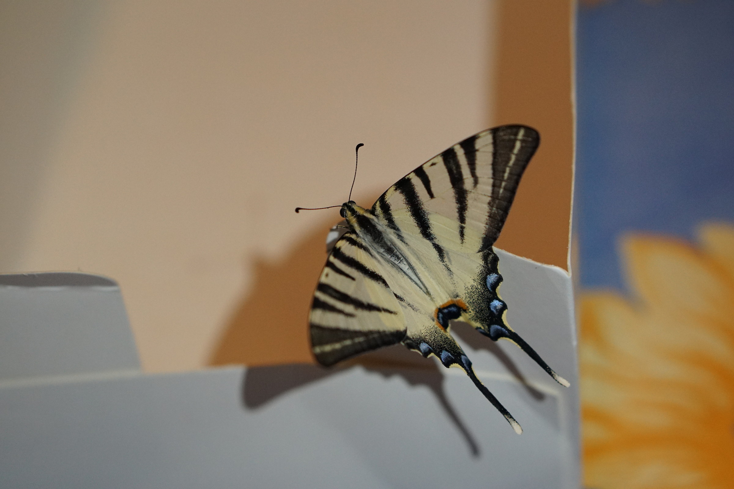 Iphyclides Podalirius