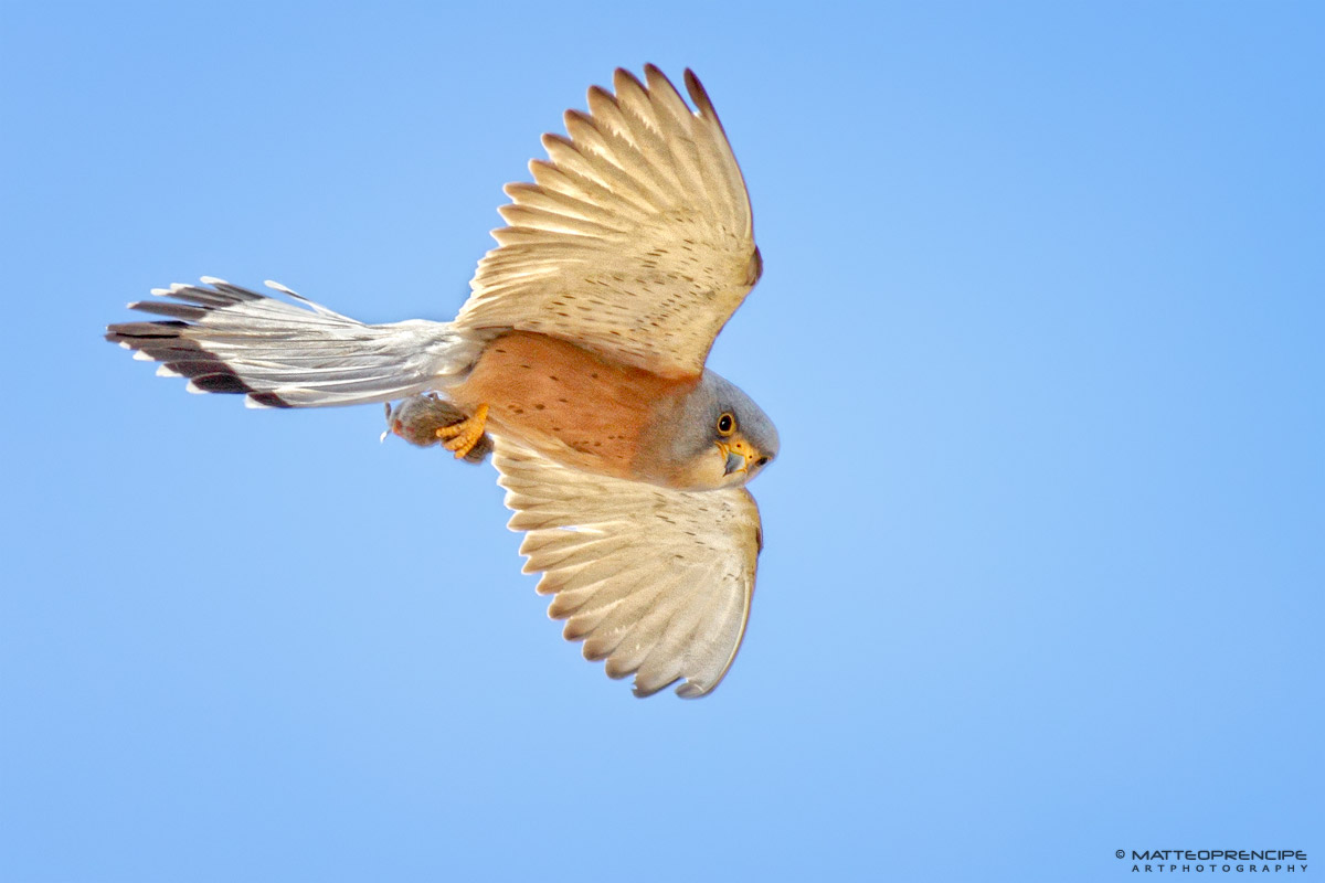 Kestrel with prey