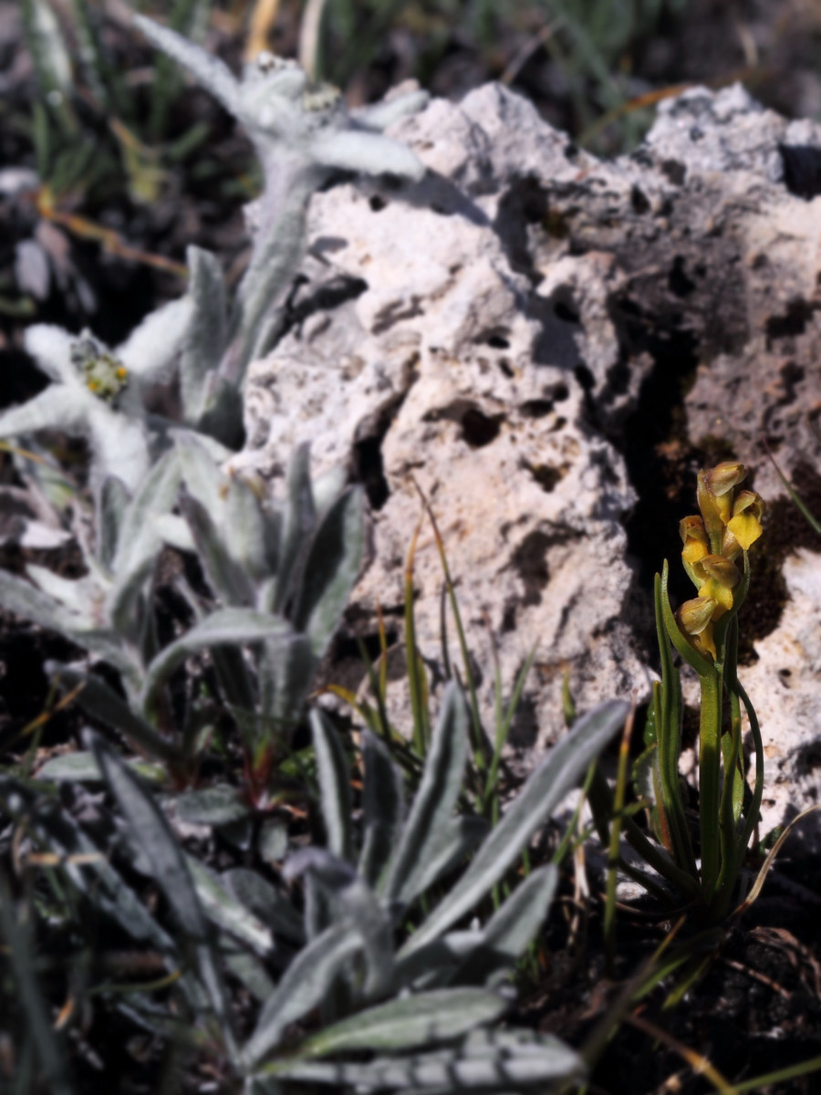 Chamorchis Alta Susa Valley