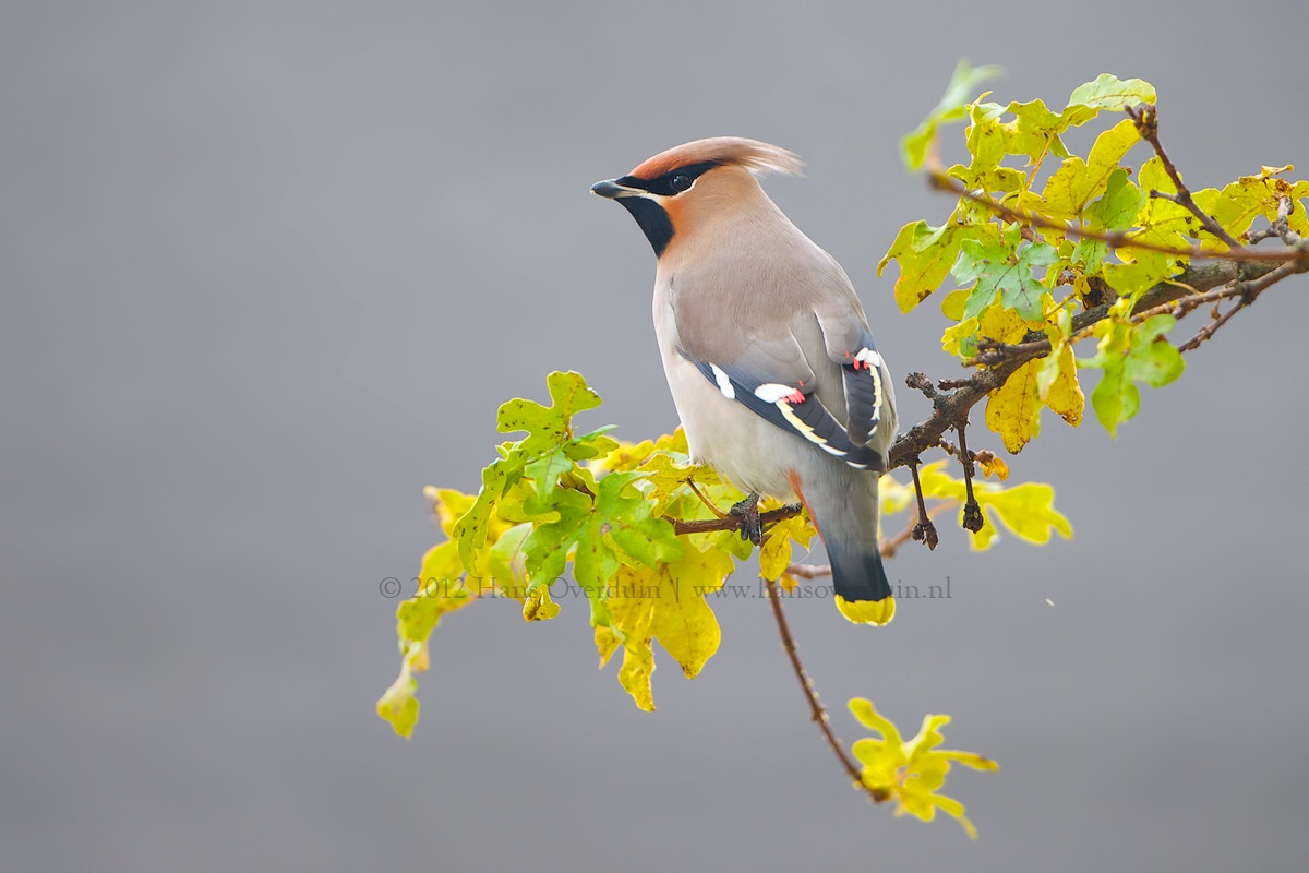 Bohemian Waxwing