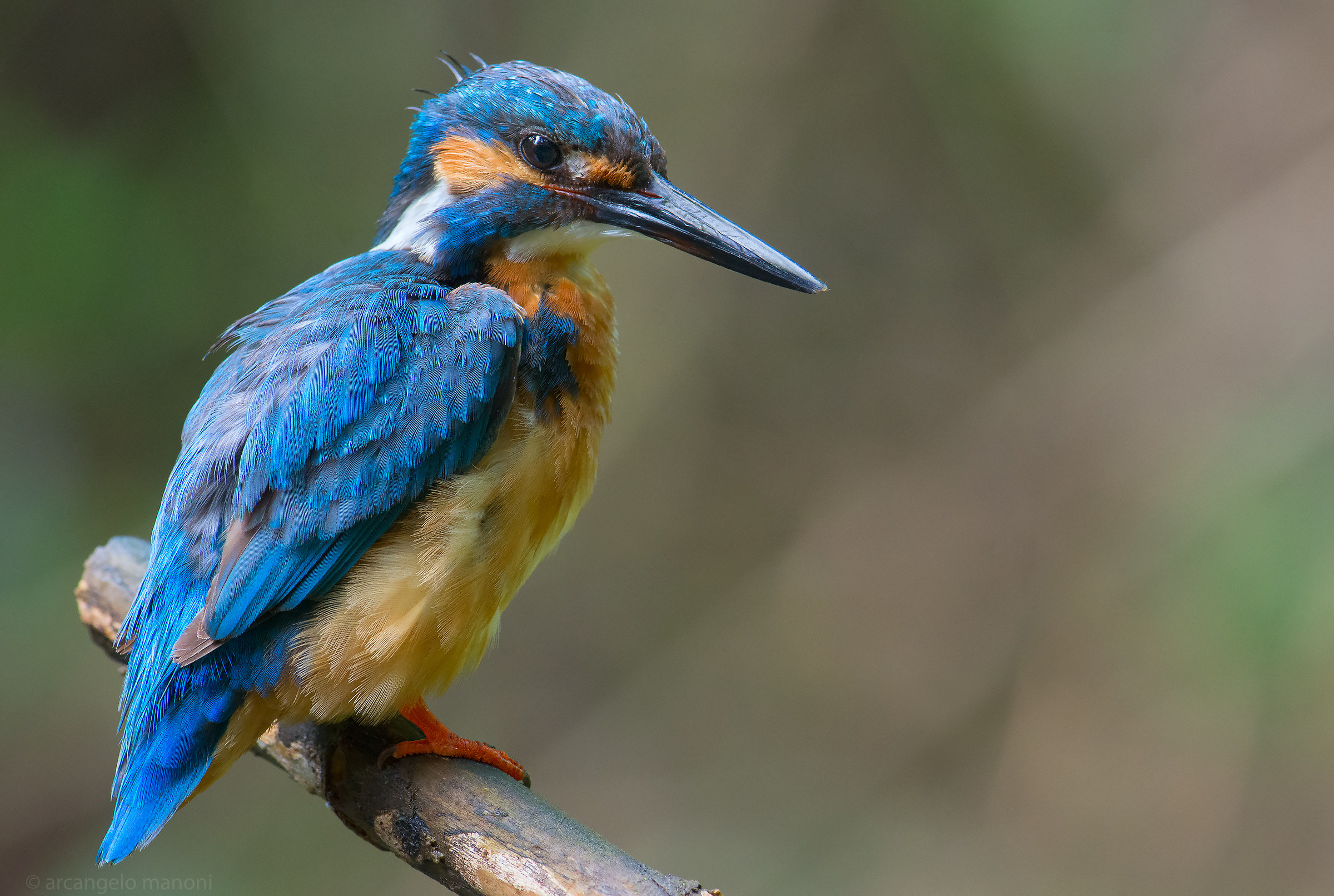 A Martino in fishing break