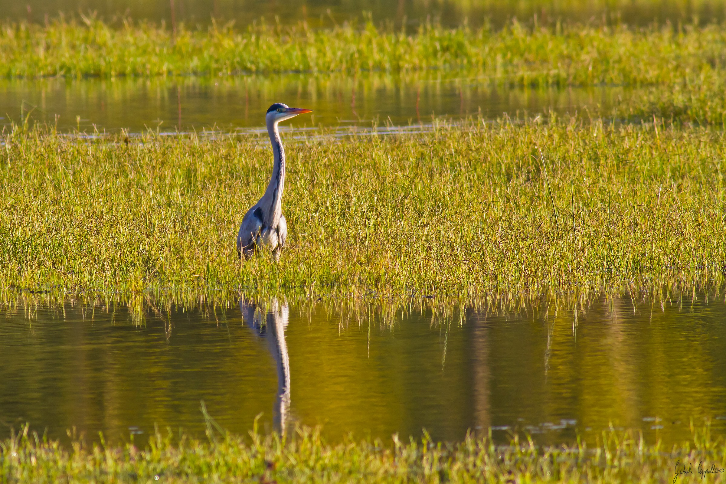 Grey Heron (Ardea cinerea)